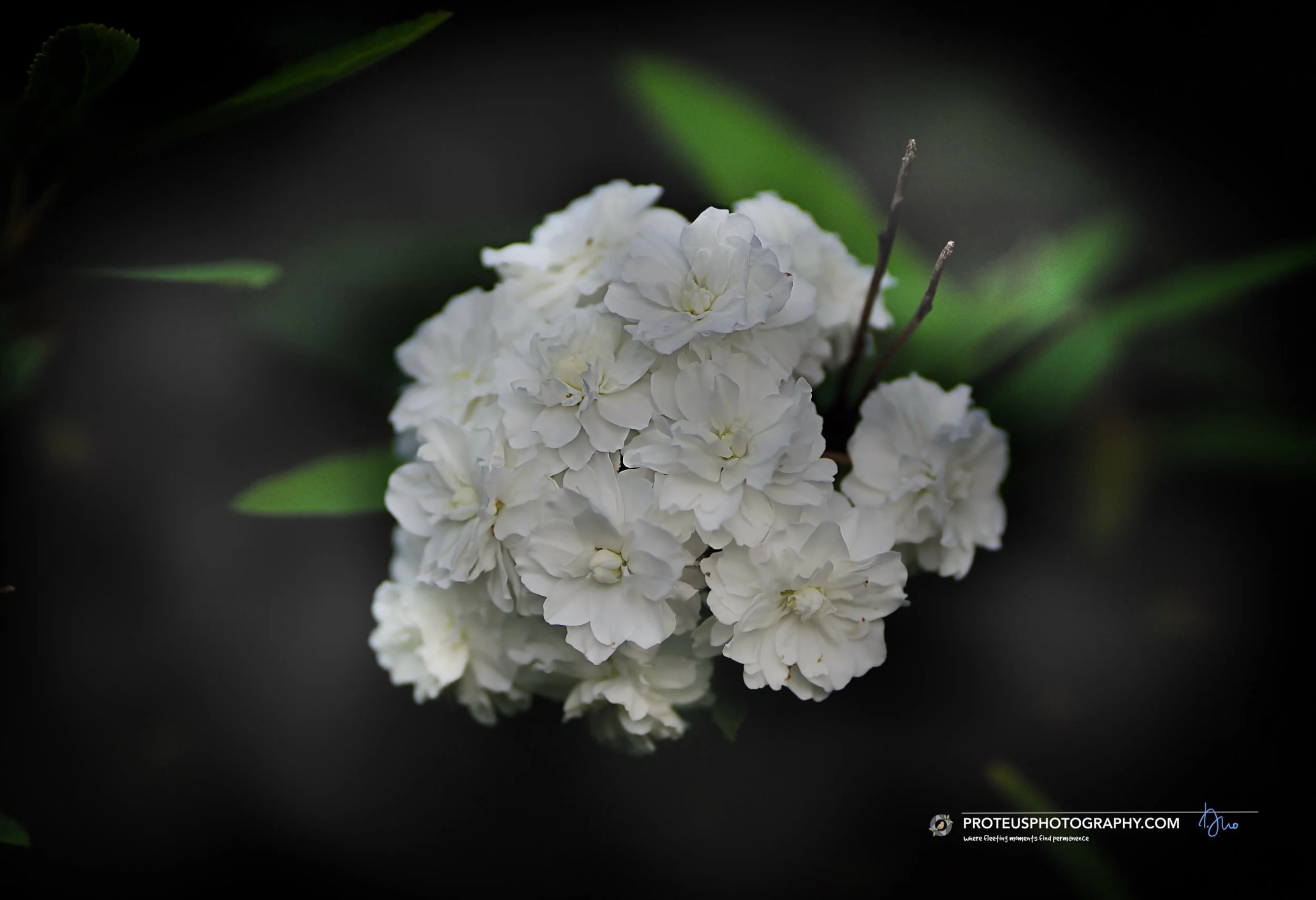 Bridal Wreath flower cluster is most likely Spiraea cantoniensis, specifically the double-flowered variety also commonly known as the May Bush, Reeves Spirea 