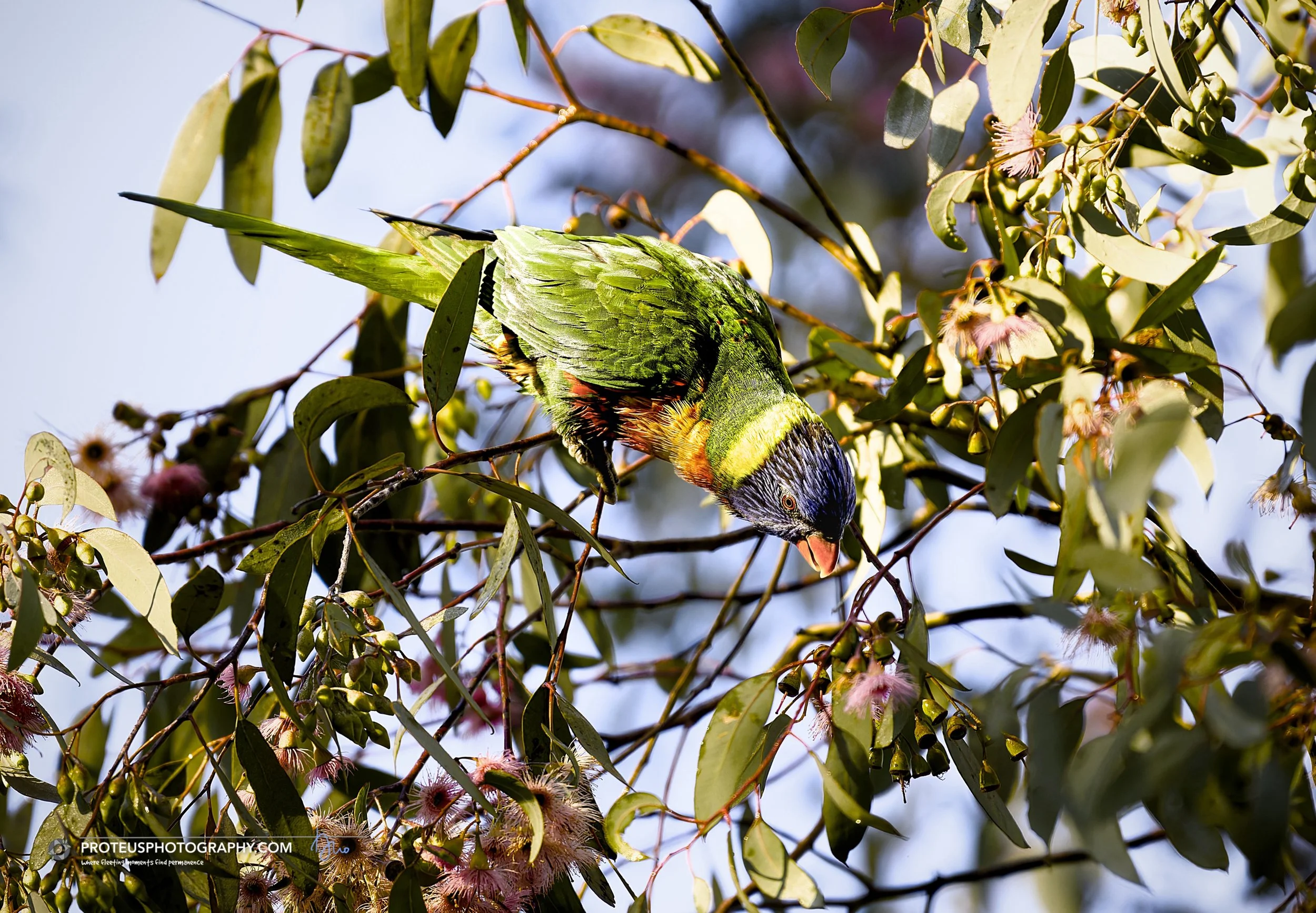 rainbow lorikeet (trichoglossus moluccanus)