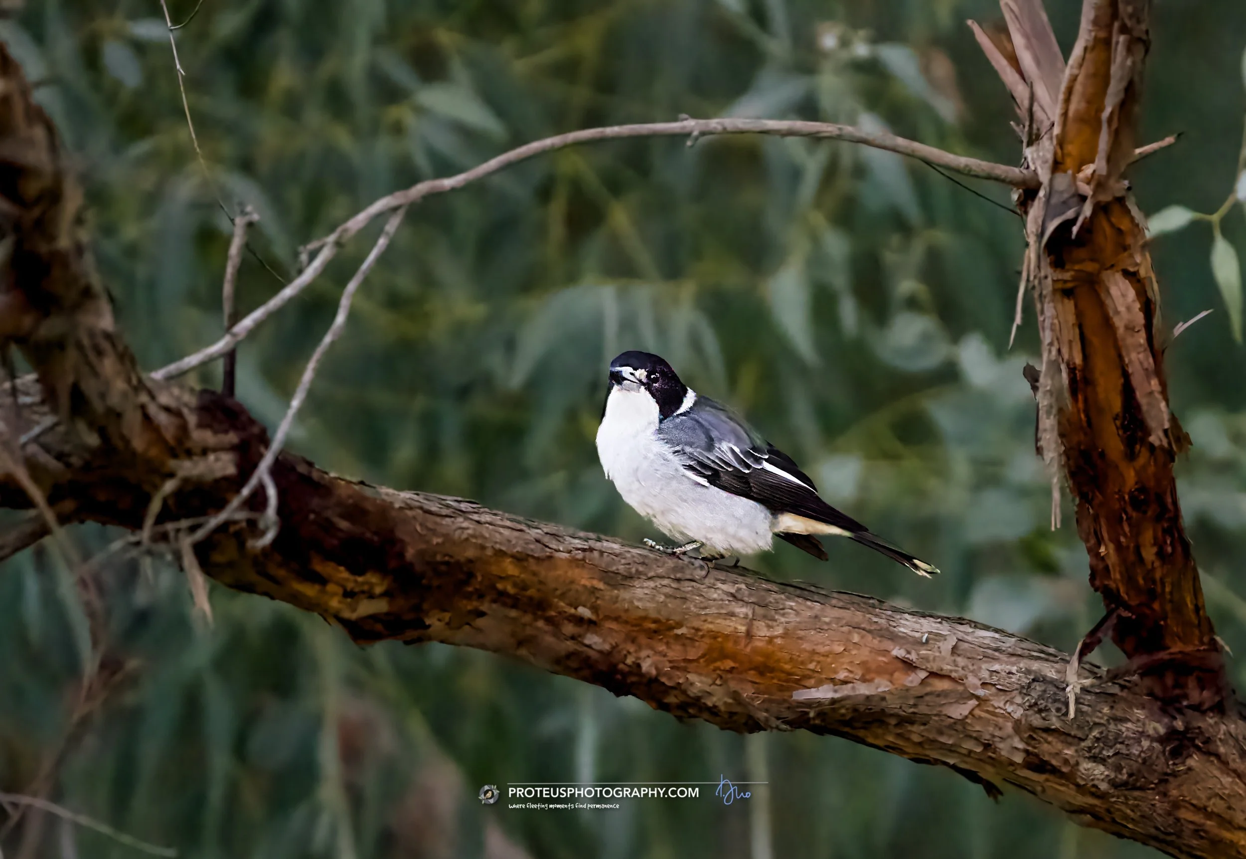 Grey Butcherbird (Cracticus torquatus)