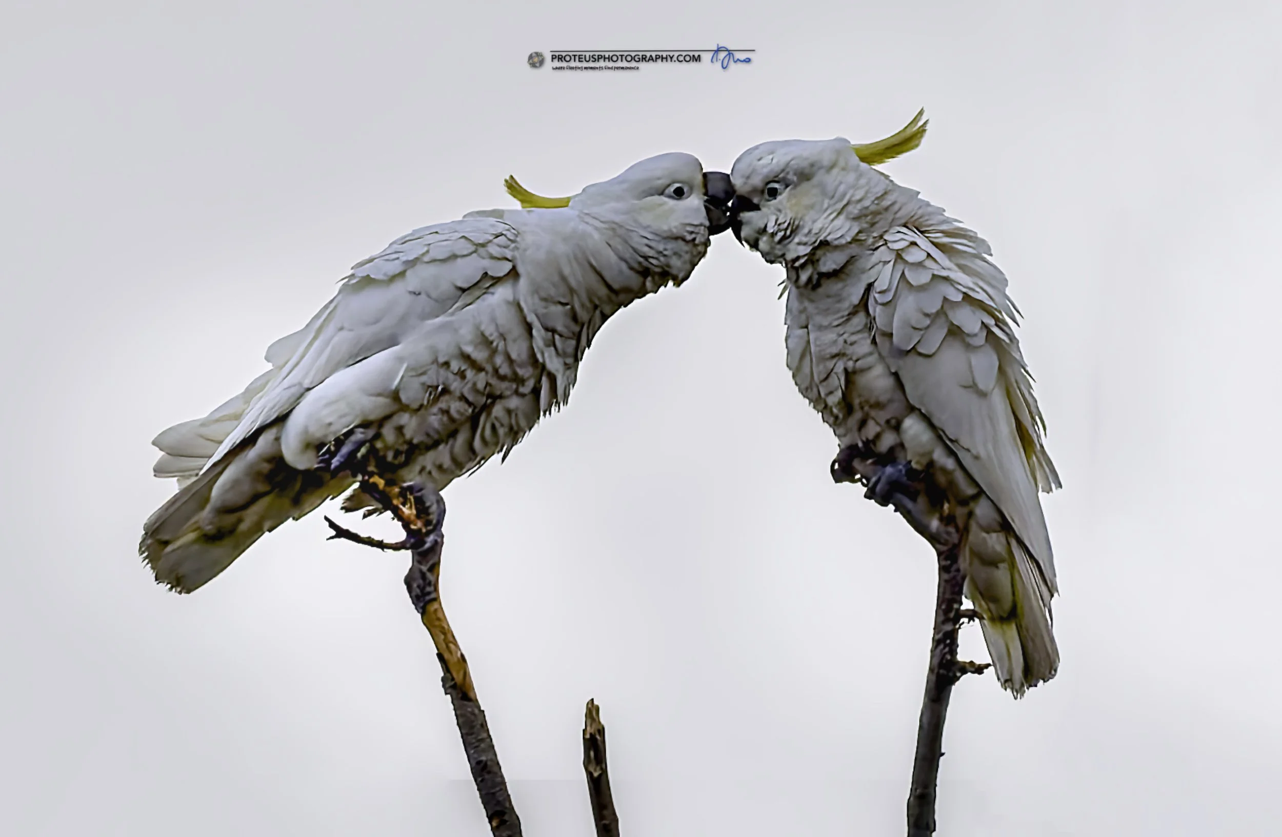 Two budgerigars (parakeets) perched on branches, touching beaks.