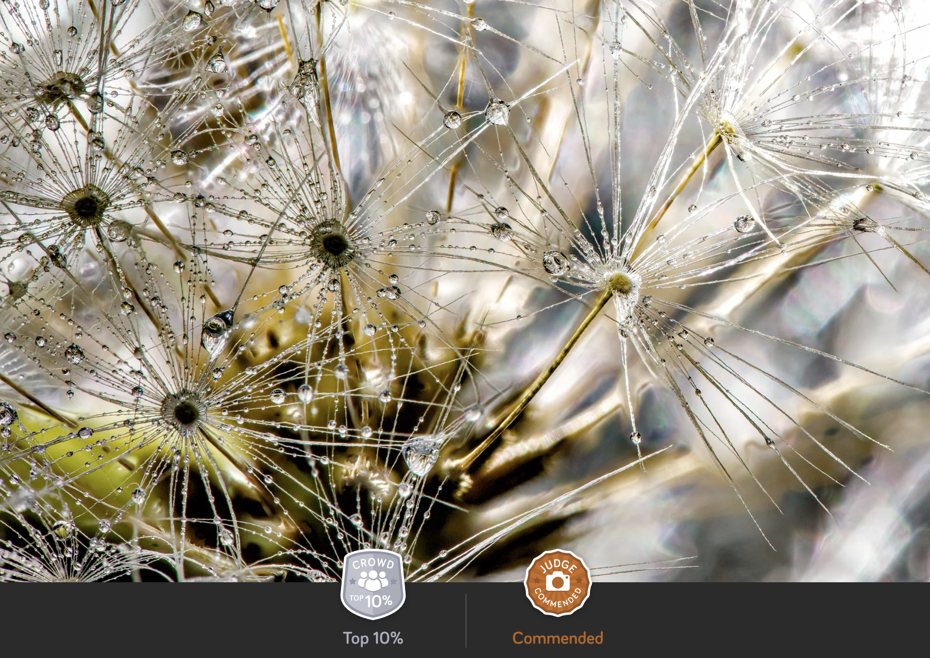 dandelion