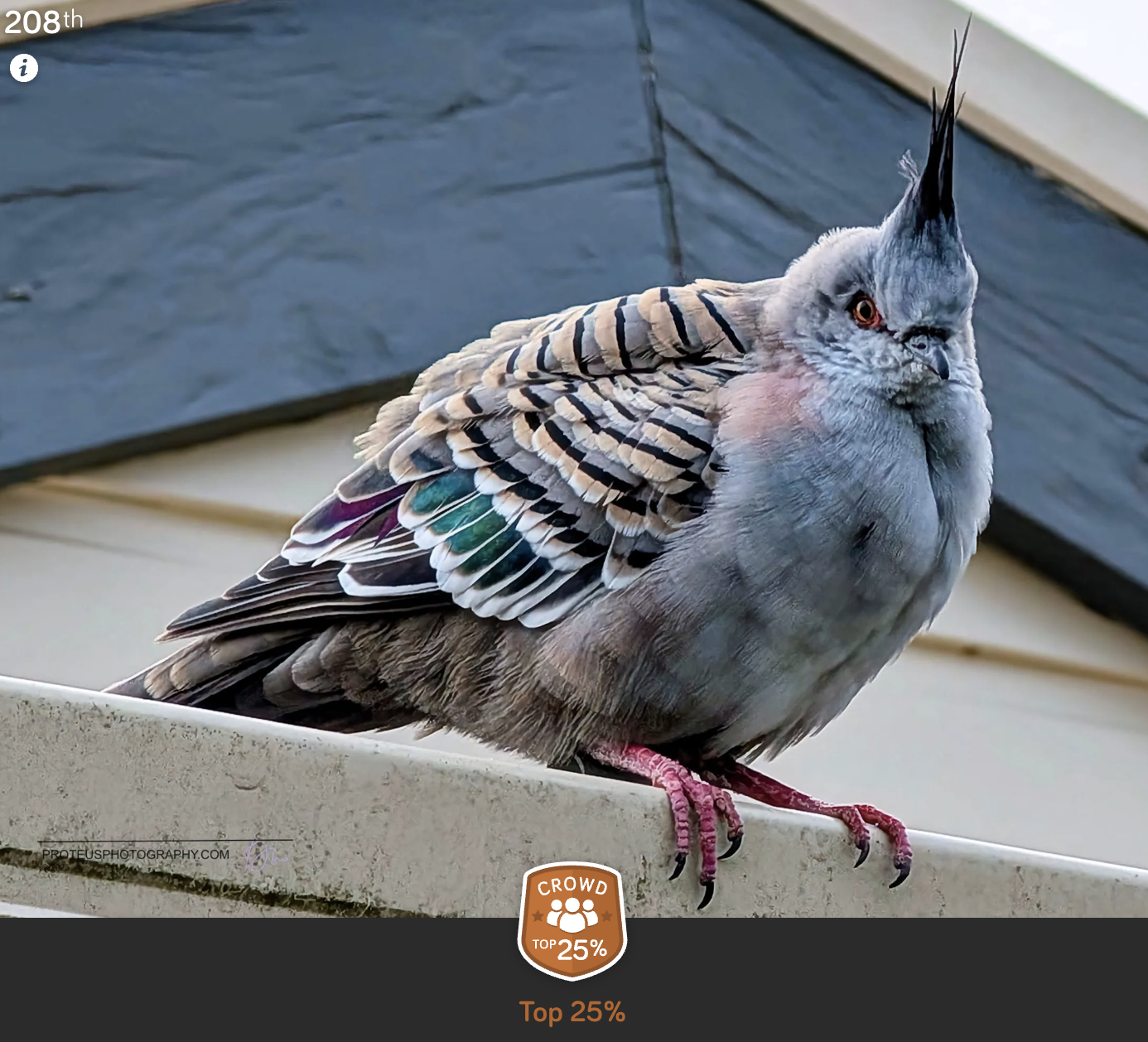 bad hair day - pigeon