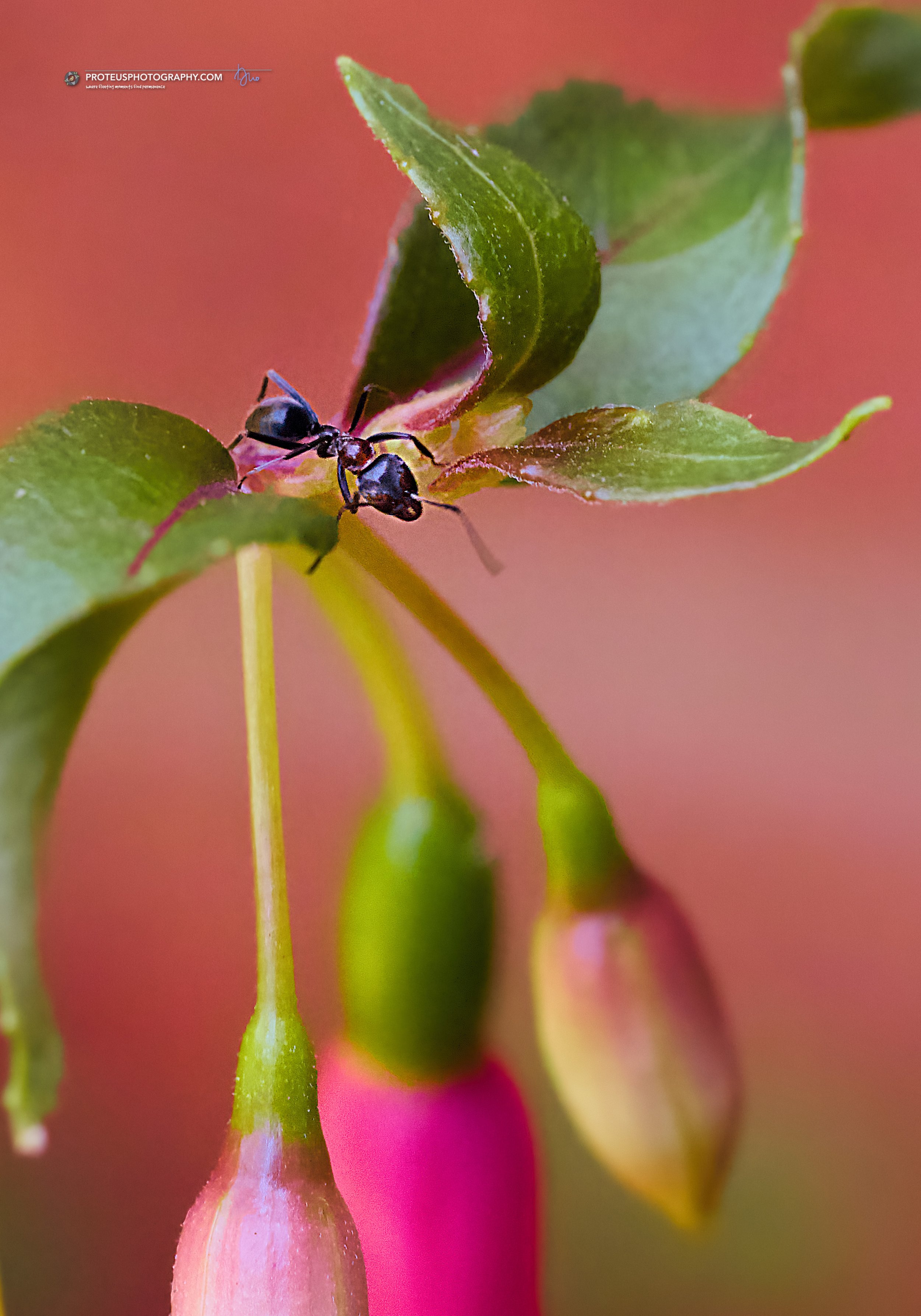 ... on the fuchsia plant collecting nectar is the meat ant (iridomyrmex purpureus) 