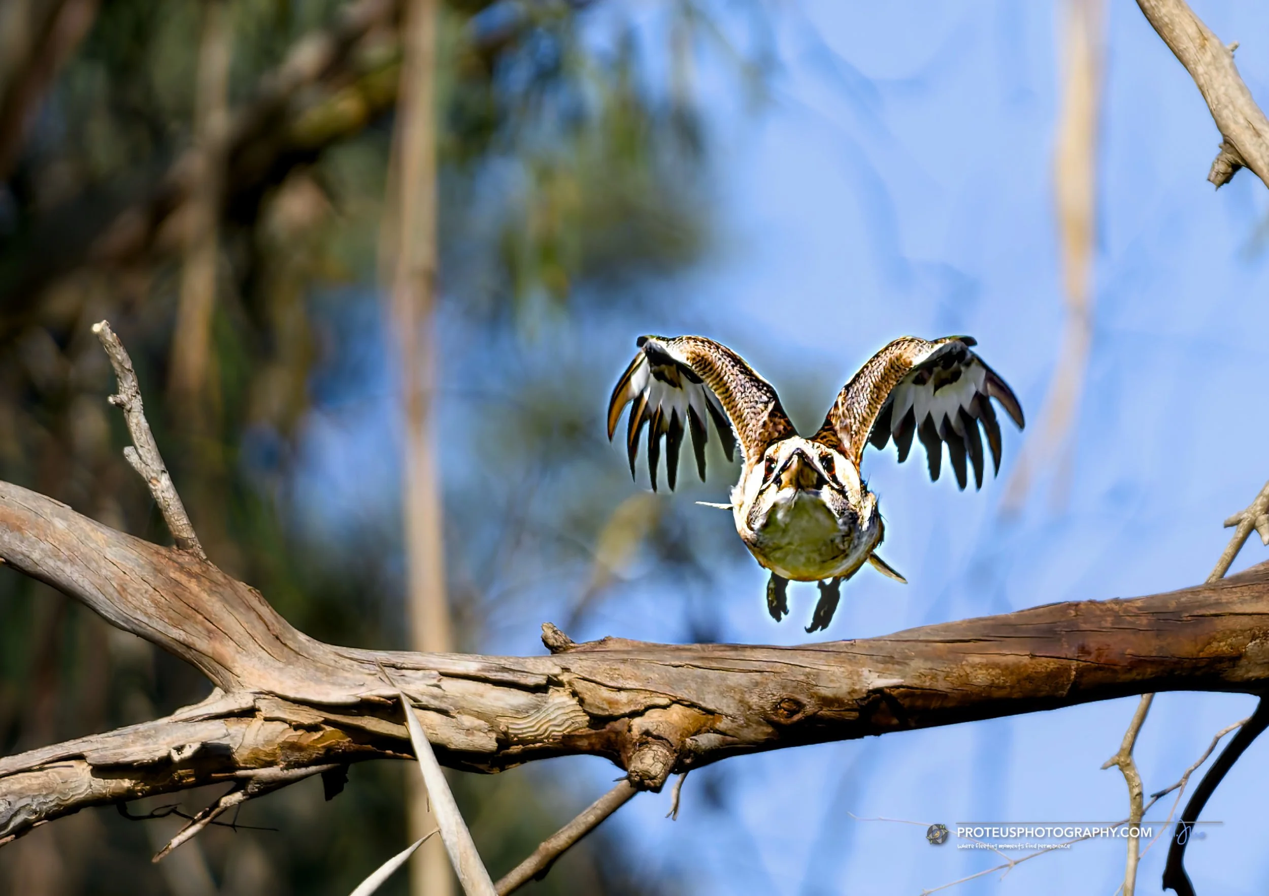 kookaburra