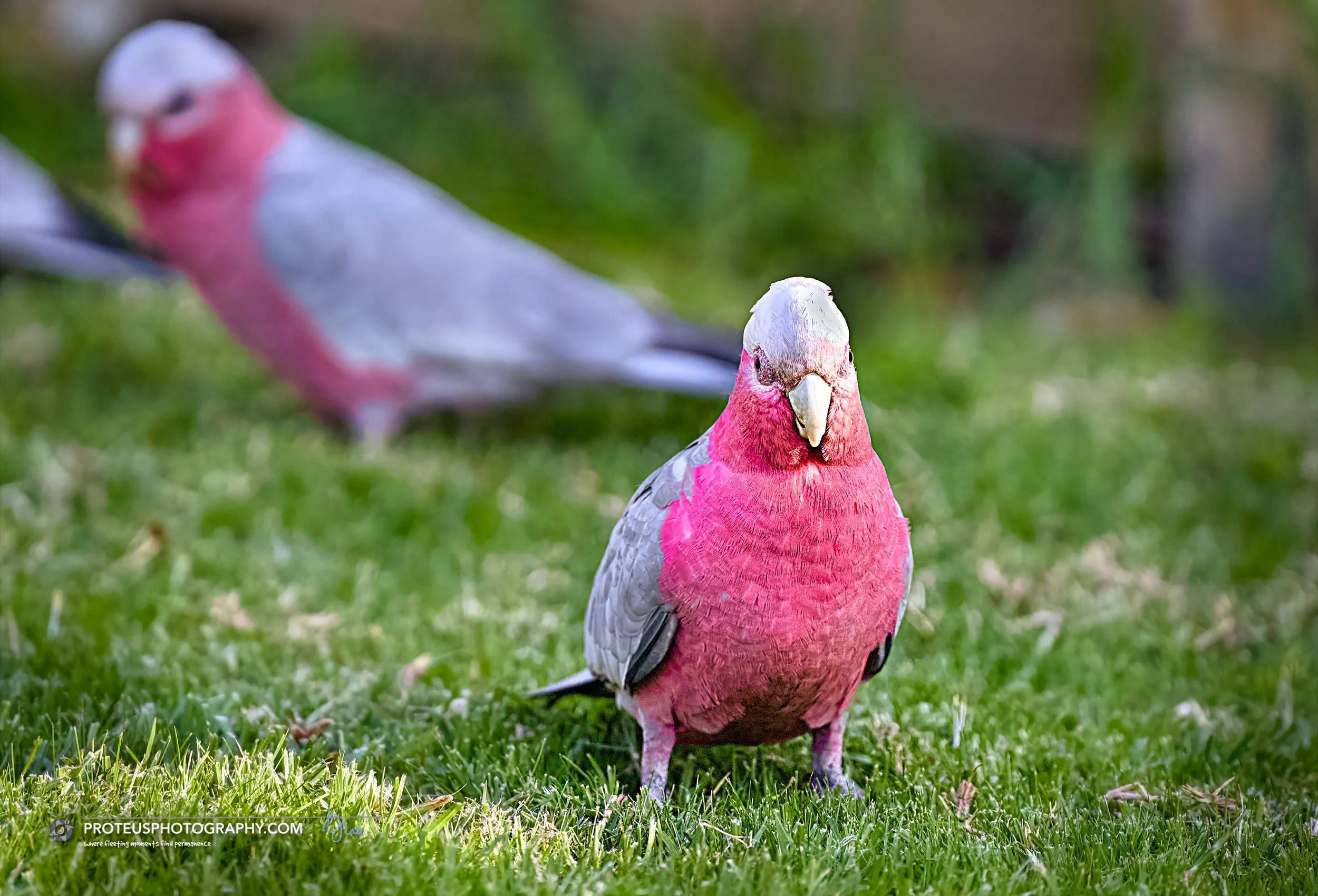  Galahs (Eolophus roseicapilla), also known as pink-and-grey cockatoos,