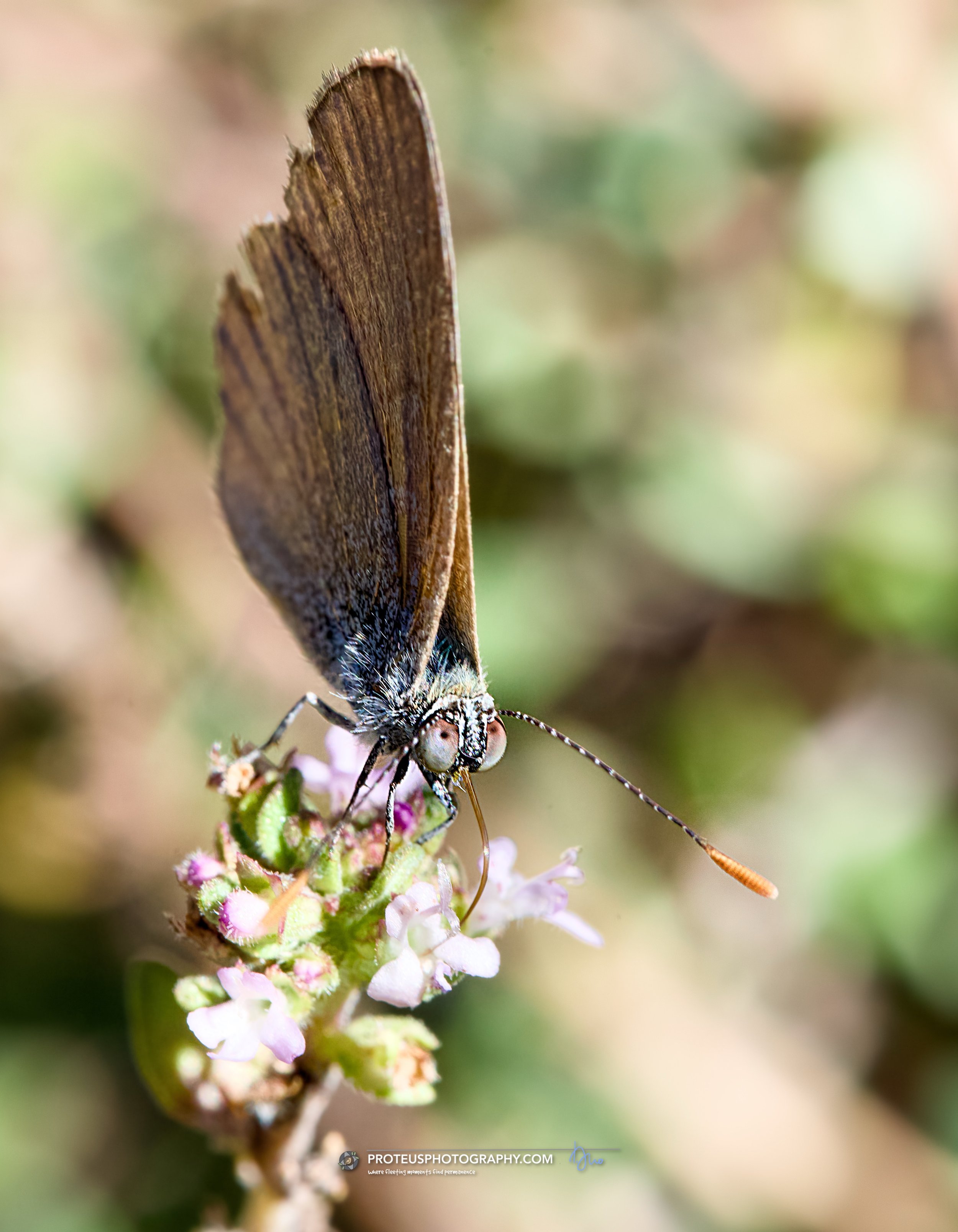 grass-blue butterfly (zizina labradus or zizina otis ssp. labradus)