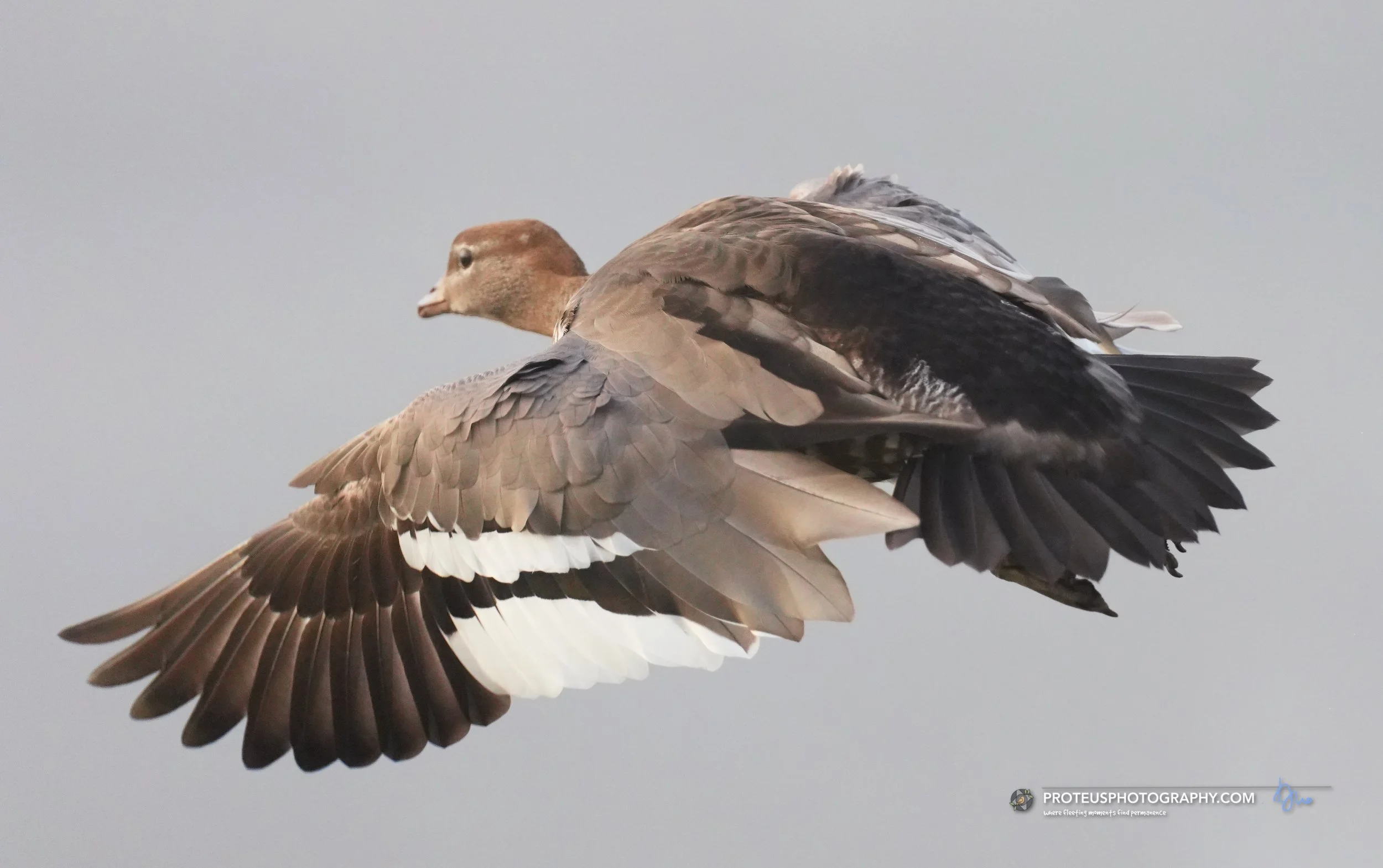 duck in flight