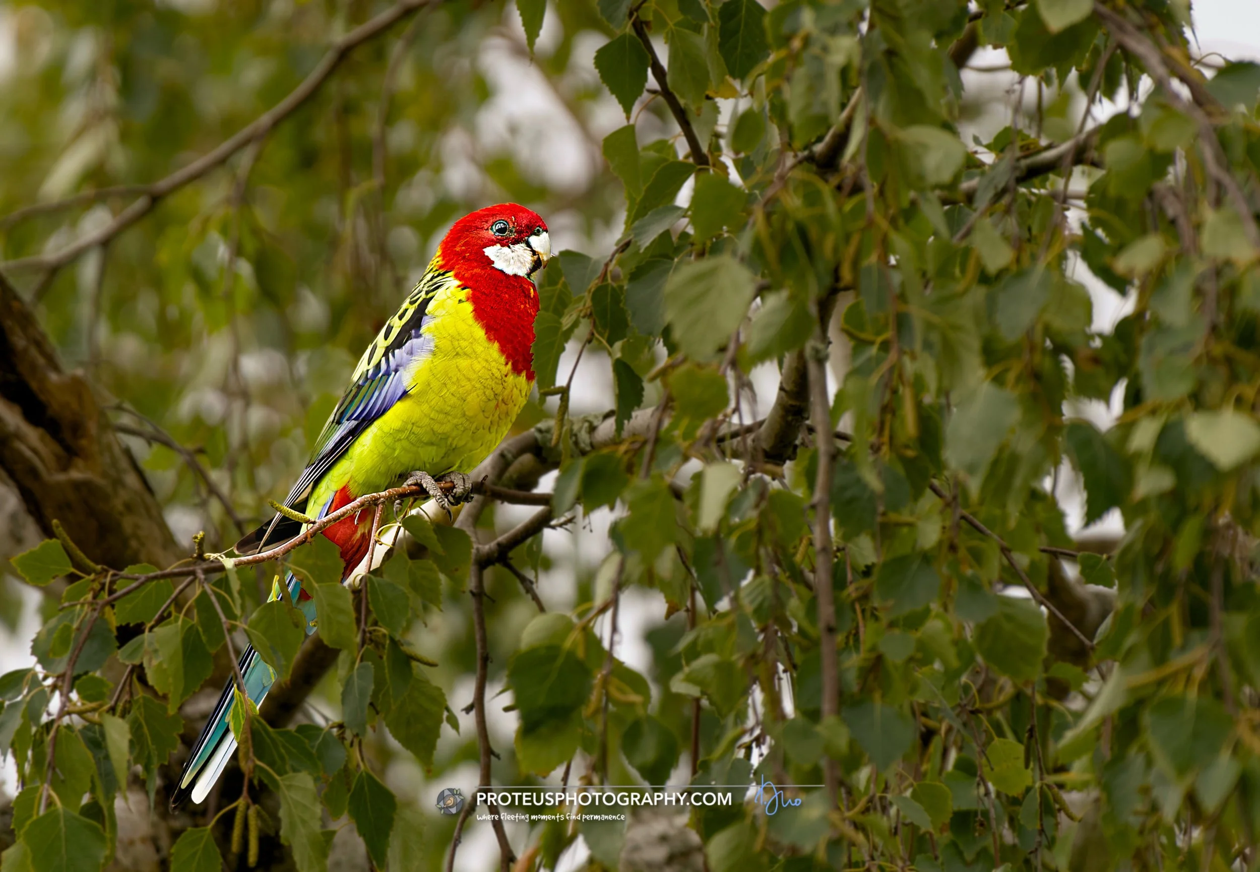 Eastern rosella (Platycercus eximius)