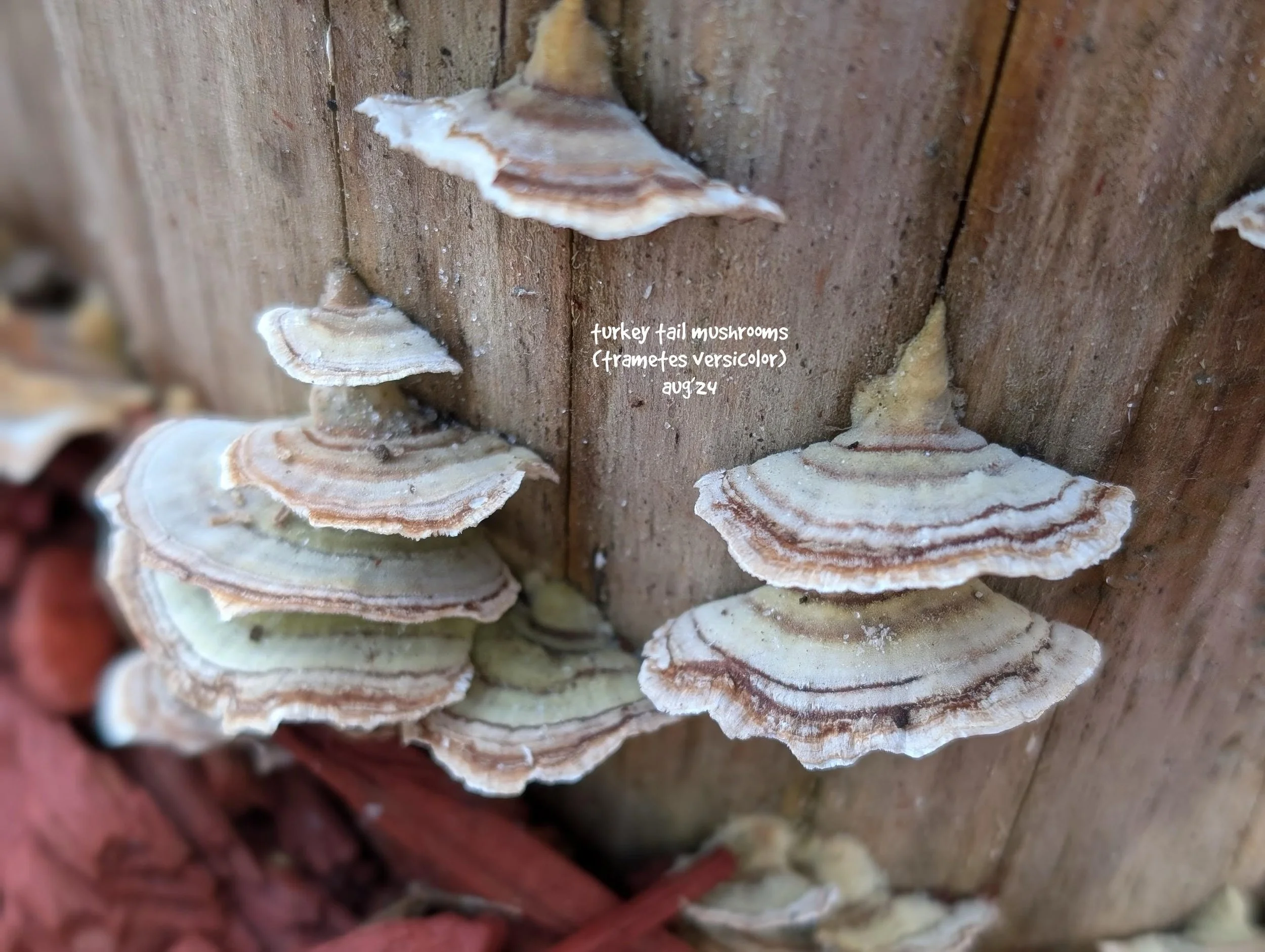 Turkey Tail (Trametes versicolor).