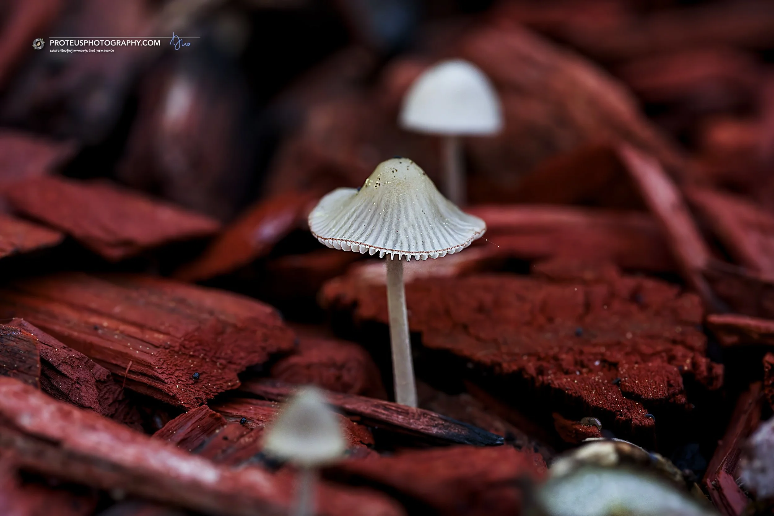 Pleated Inkcap (Parasola plicatilis)