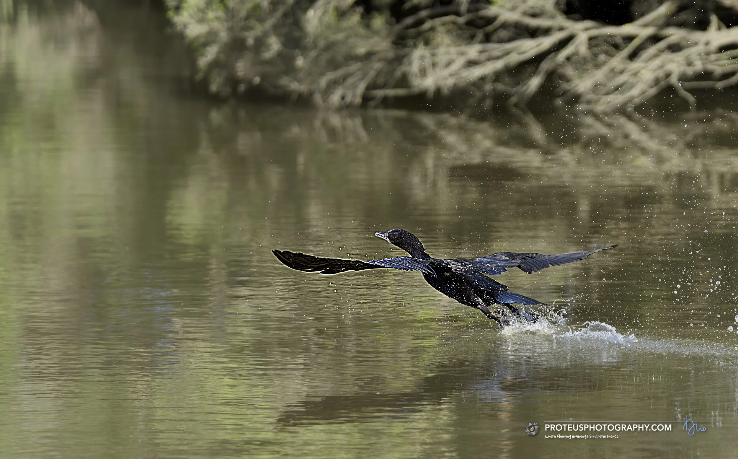 Little Black Cormorant (Phalacrocorax sulcirostris) 