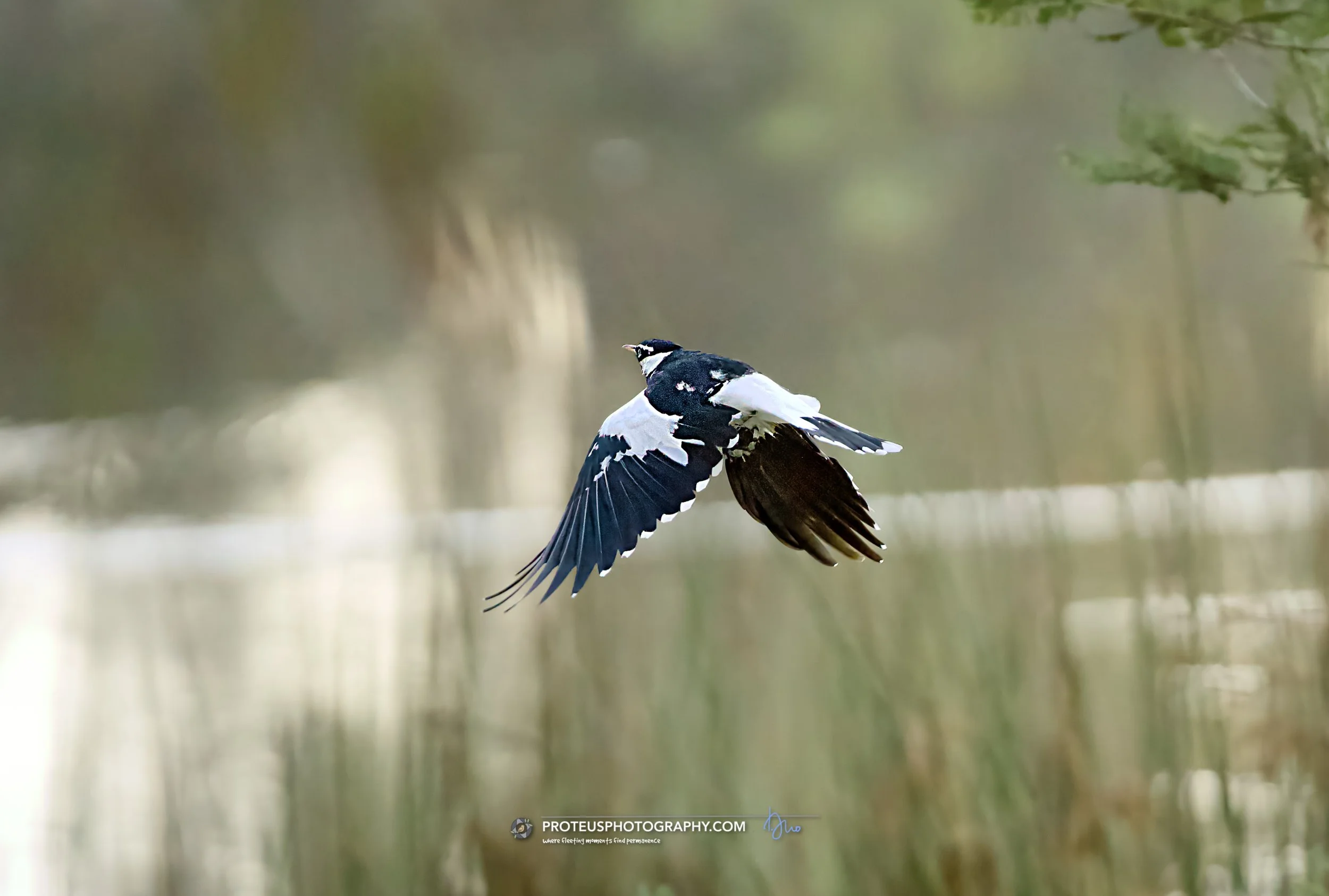flying magpie lark
