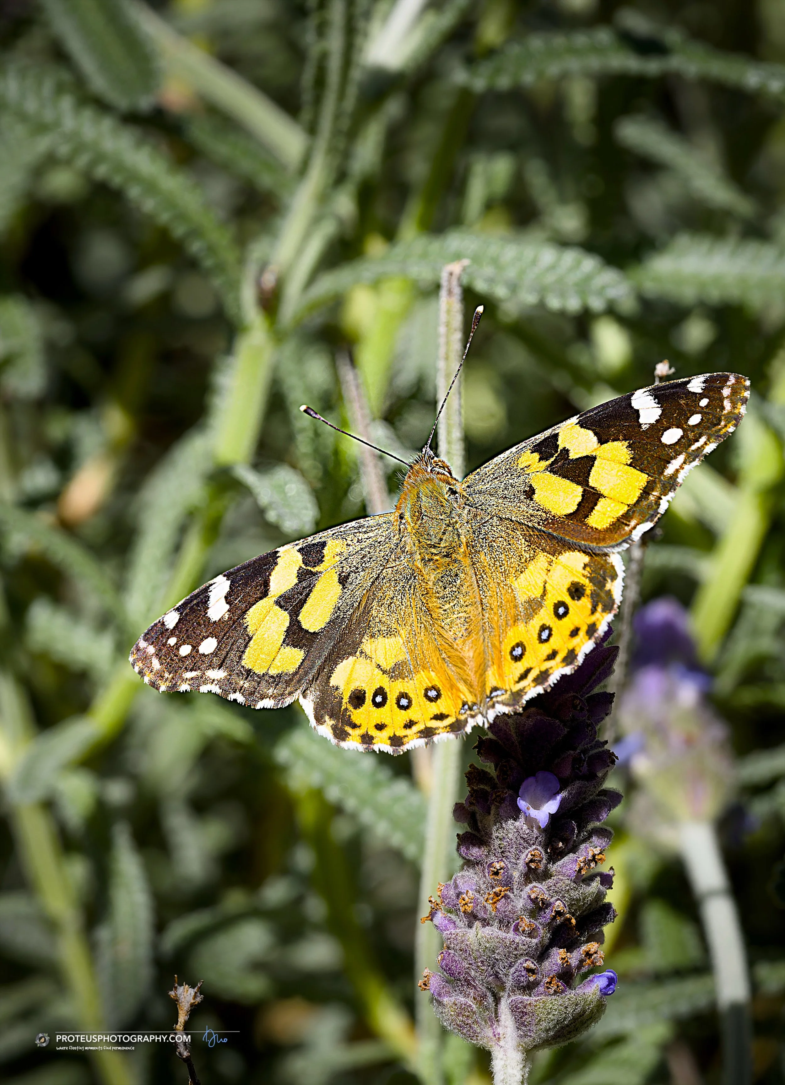 Australian painted lady butterfly (Vanessa kershawi) with its wings open to the sun!