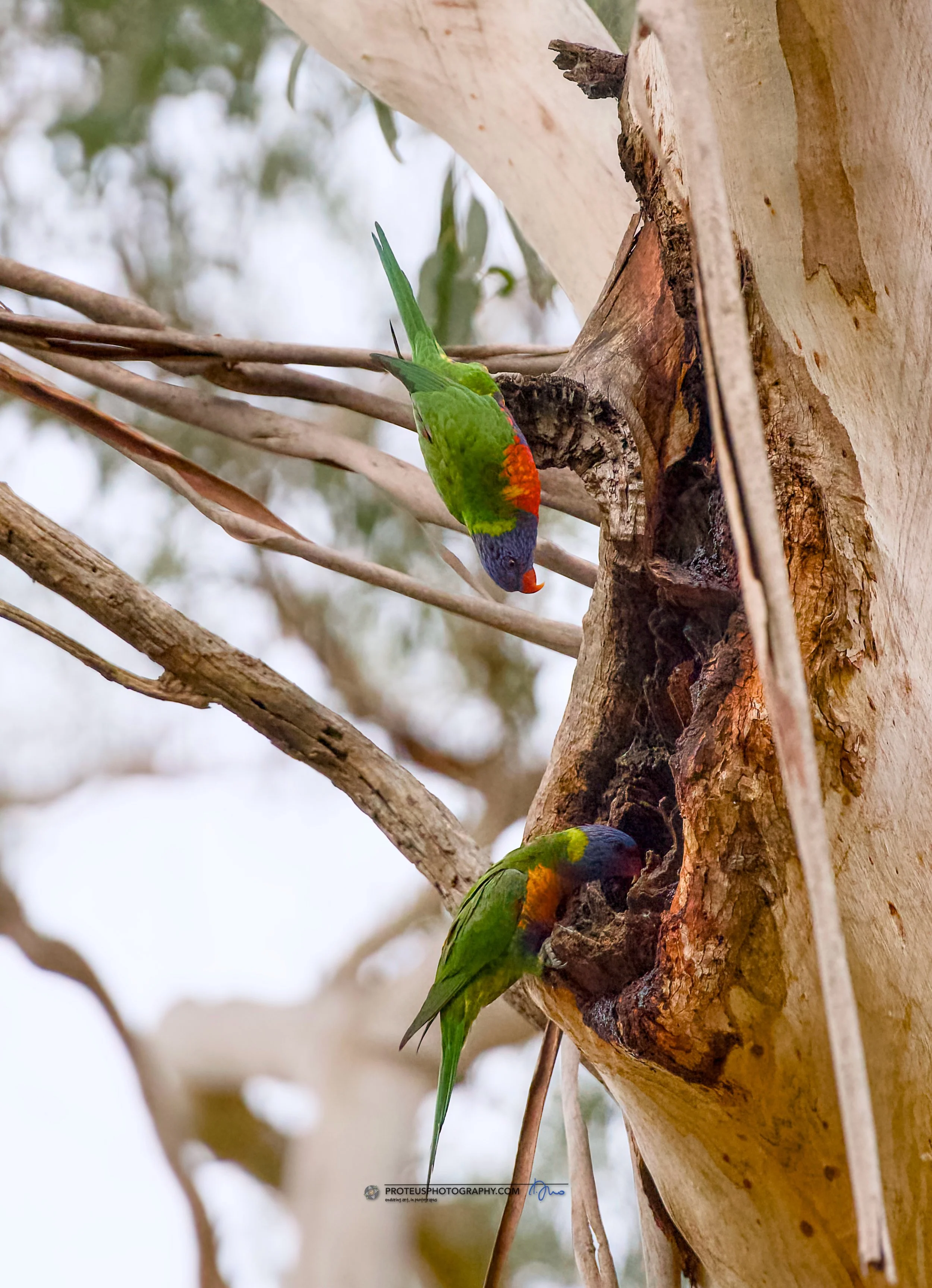Two rainbow lorikeets, one higher and one lower, perched on a tree trunk and feeding from a hollow part of the tree, with branches and blurred leaves in the background.