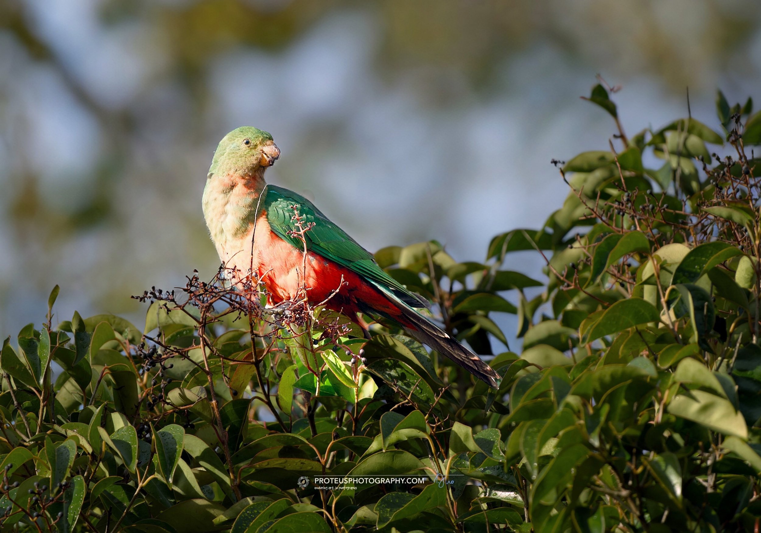 Australian king parrot (Alisterus scapularis) 