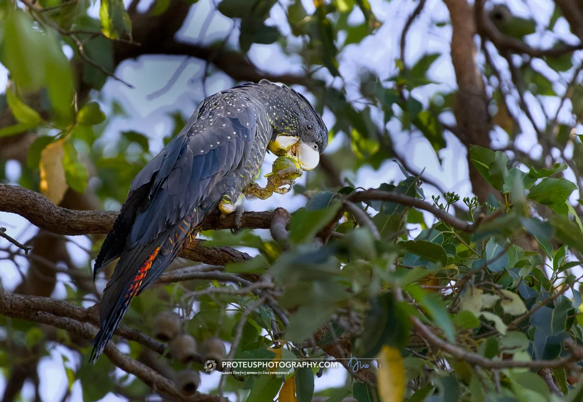 red-tailed black cockatoo (Calyptorhynchus banksii)