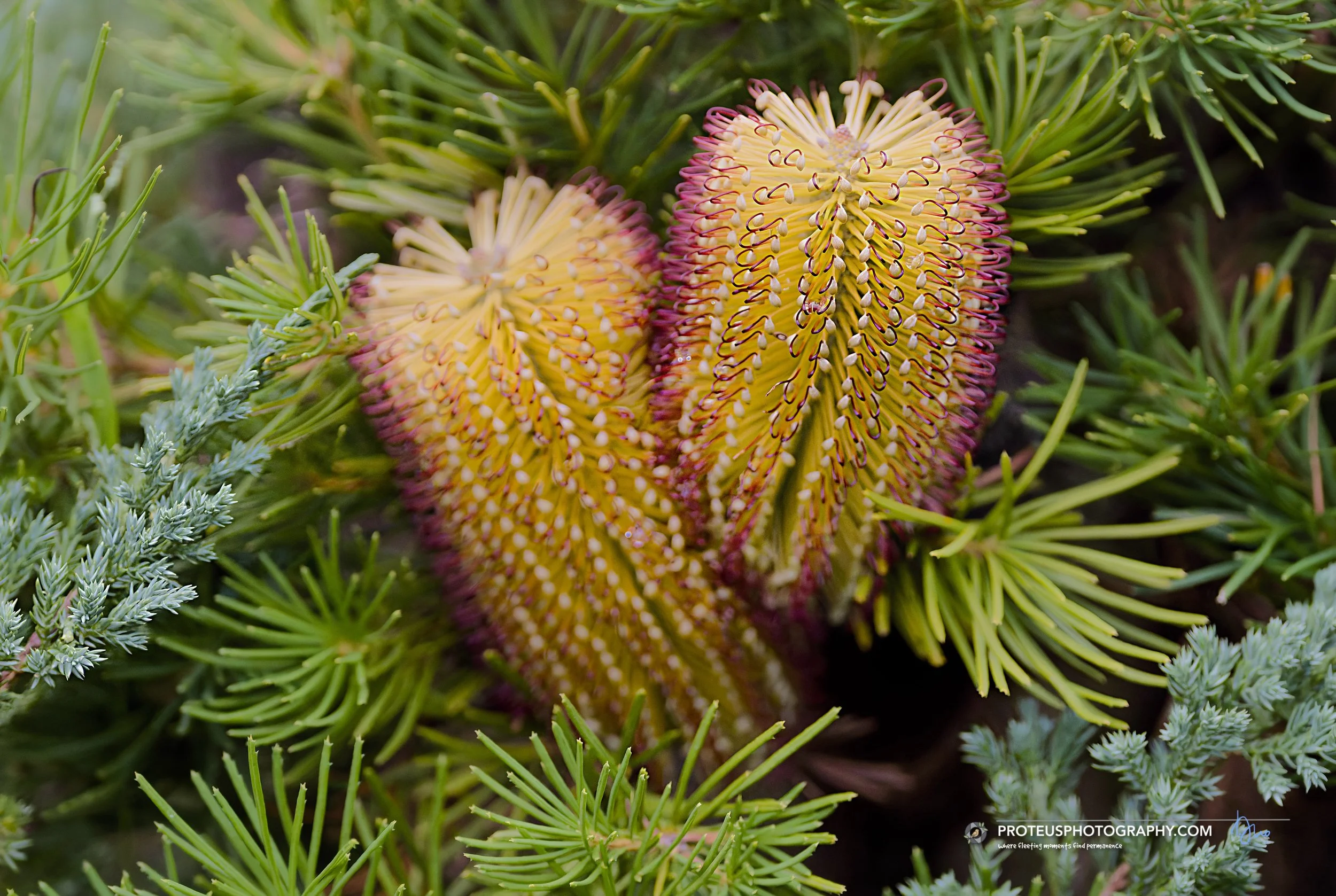 Banksia spinulosa (Hairpin Banksia) - with its dense cluster of hundreds of individual flowers called an inflorescence (or a flower spike)