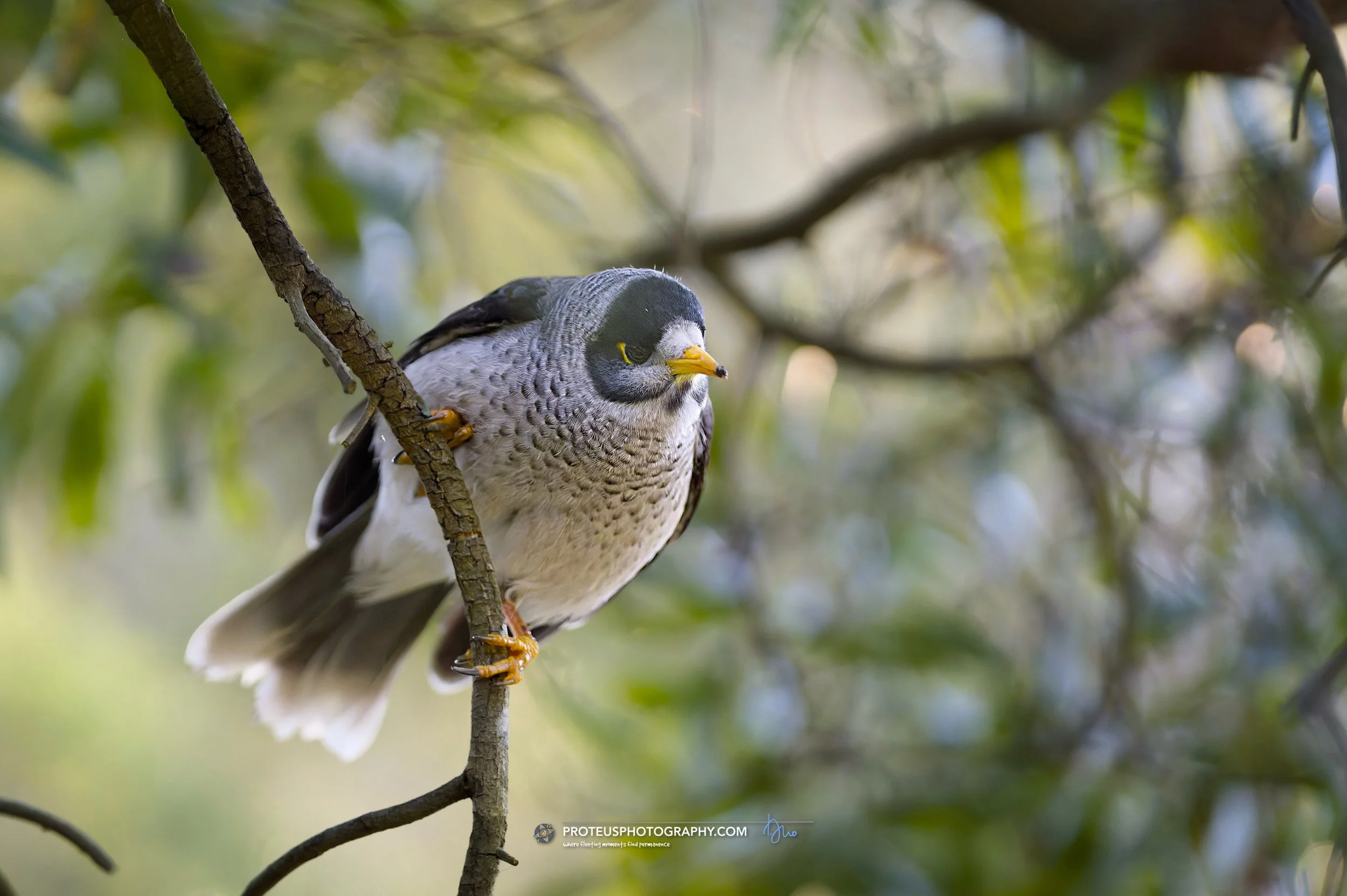 noisy miner