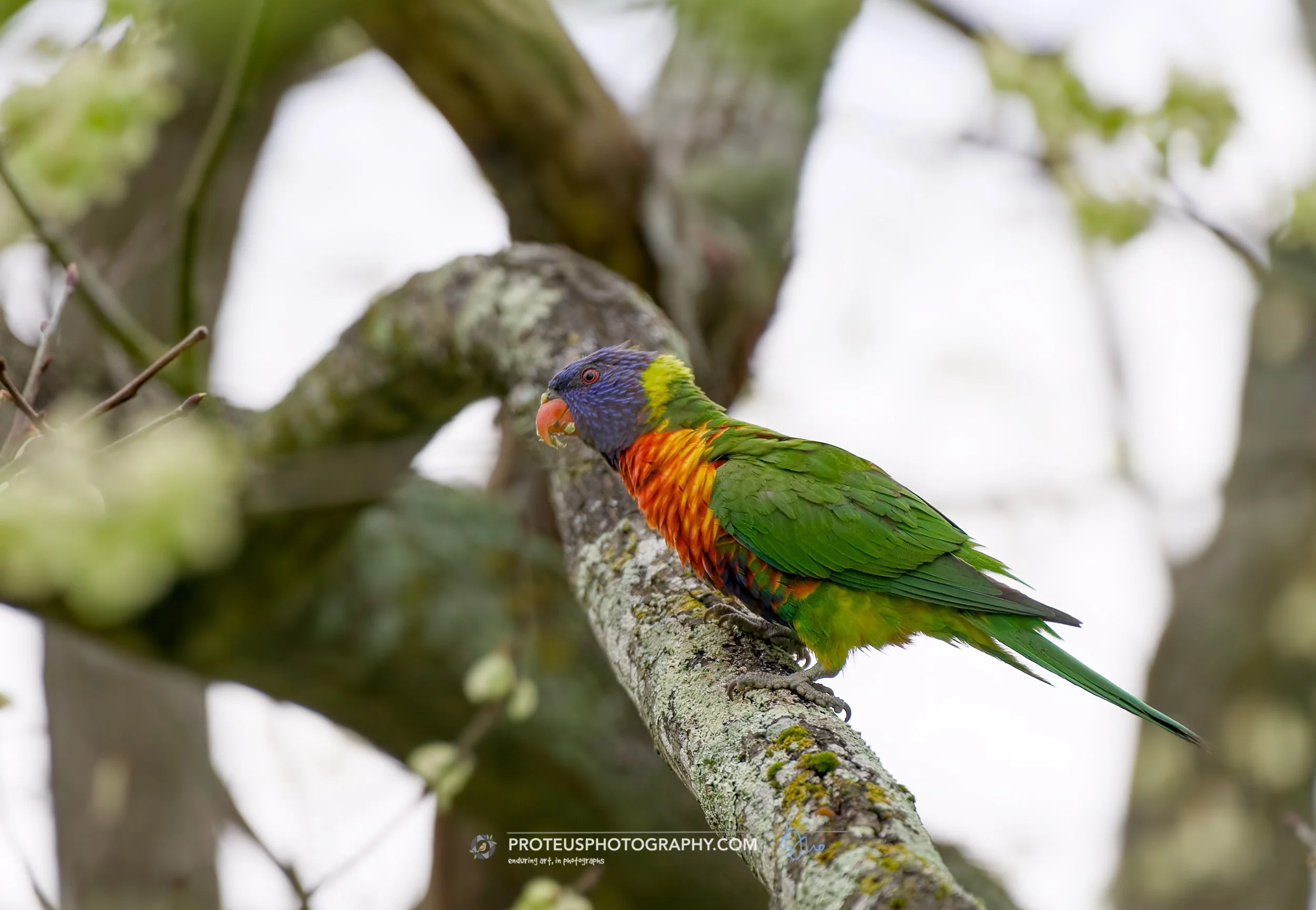 rainbow lorikeet (trichoglossus moluccanus)