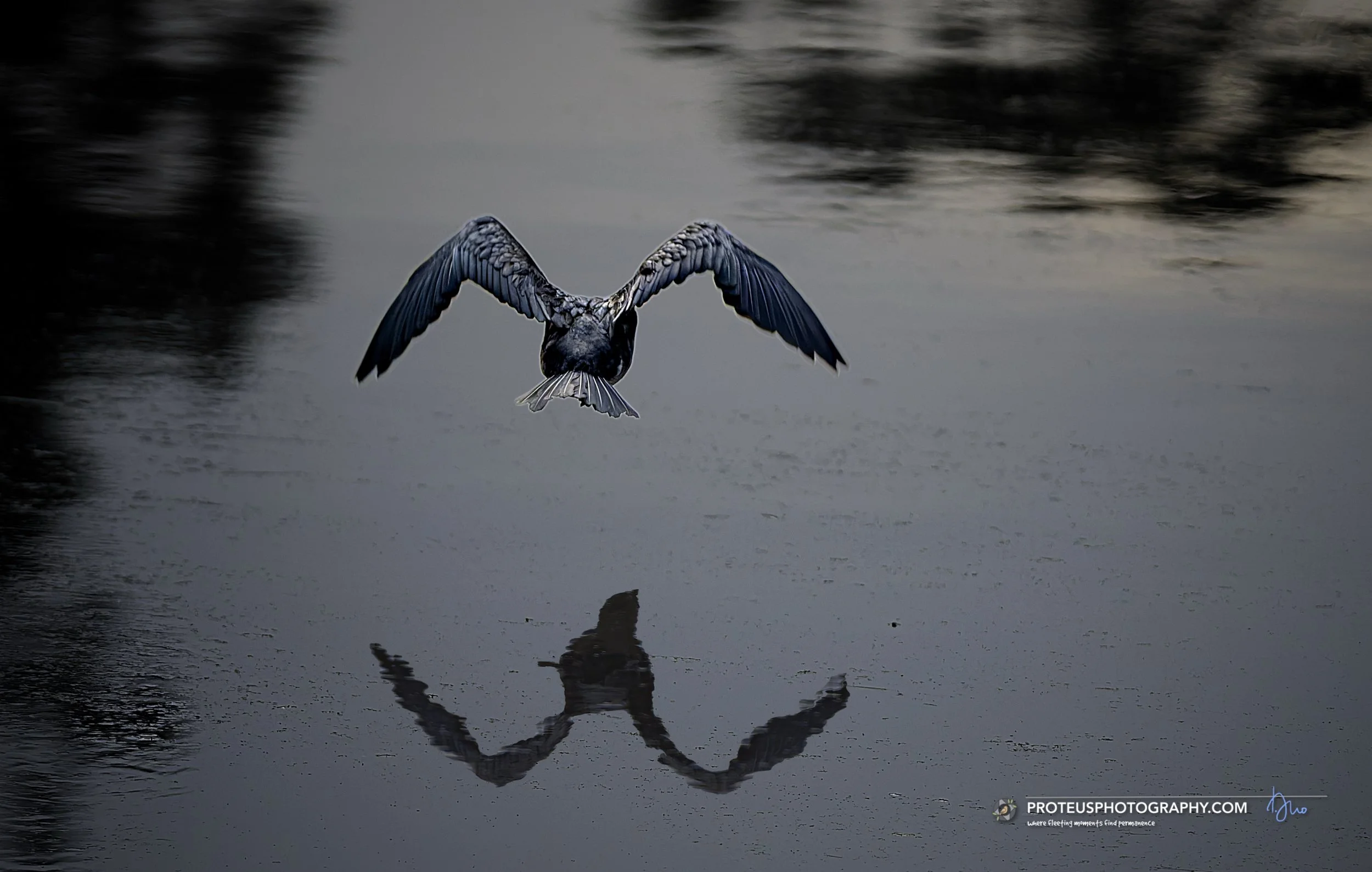 cormorant flying away
