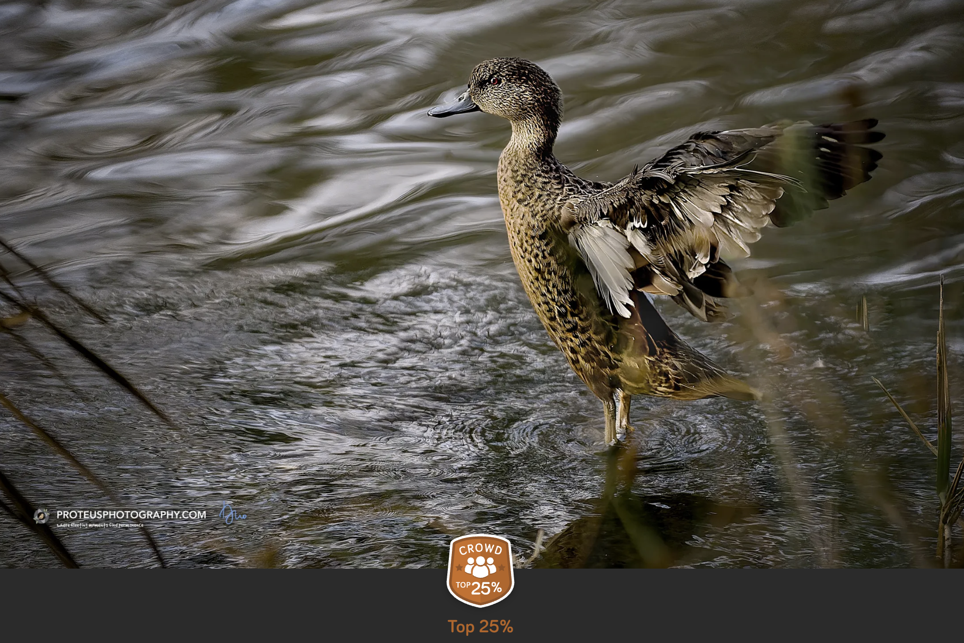 duck, drying up