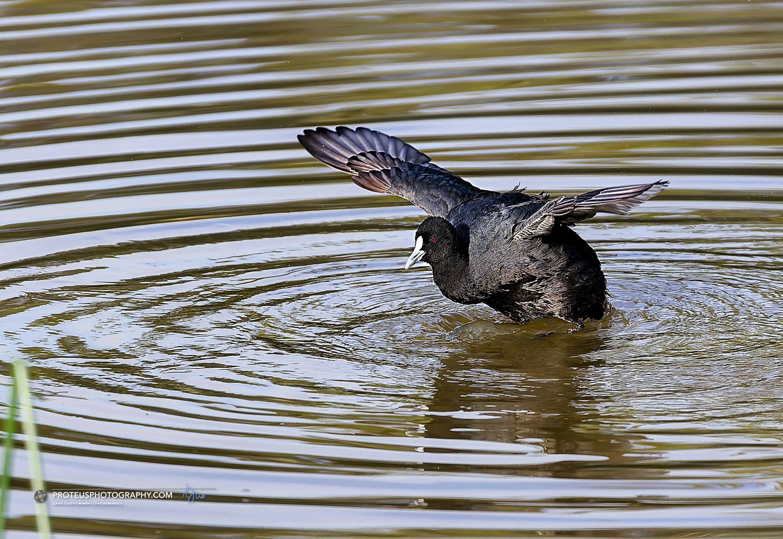 Coot Stretching