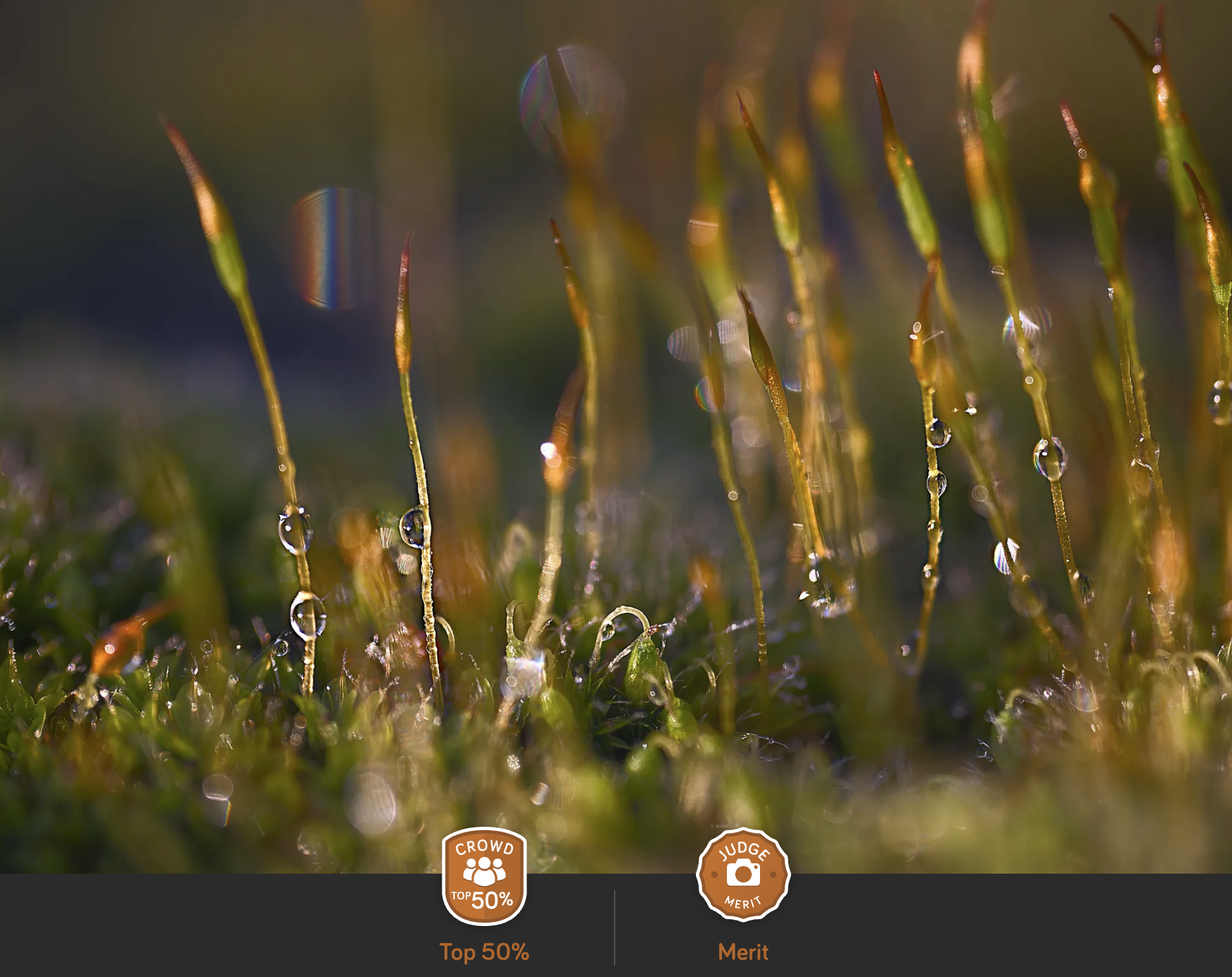 Moss