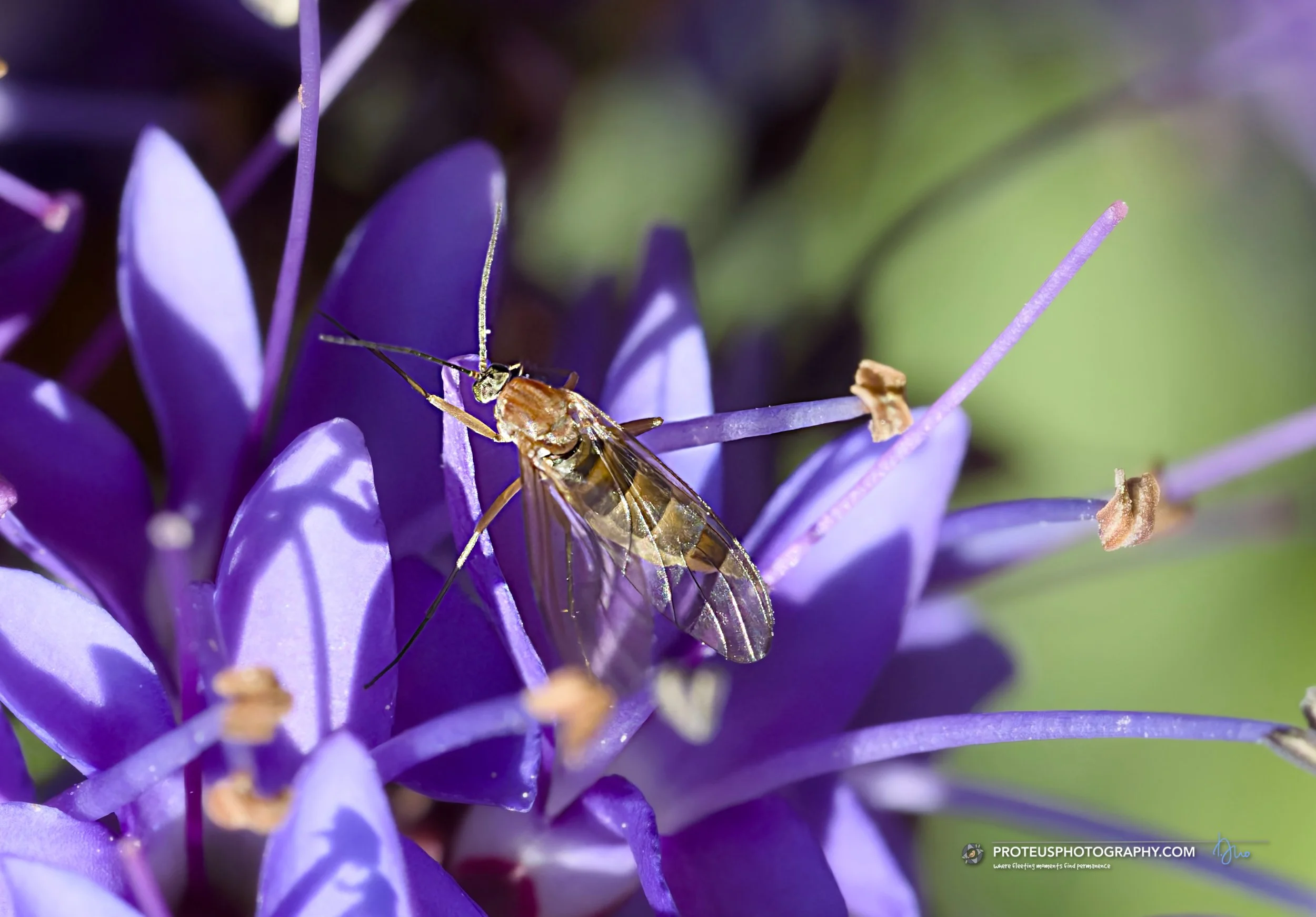 A non-biting midge, a true fly belonging to the family Chironomidae.