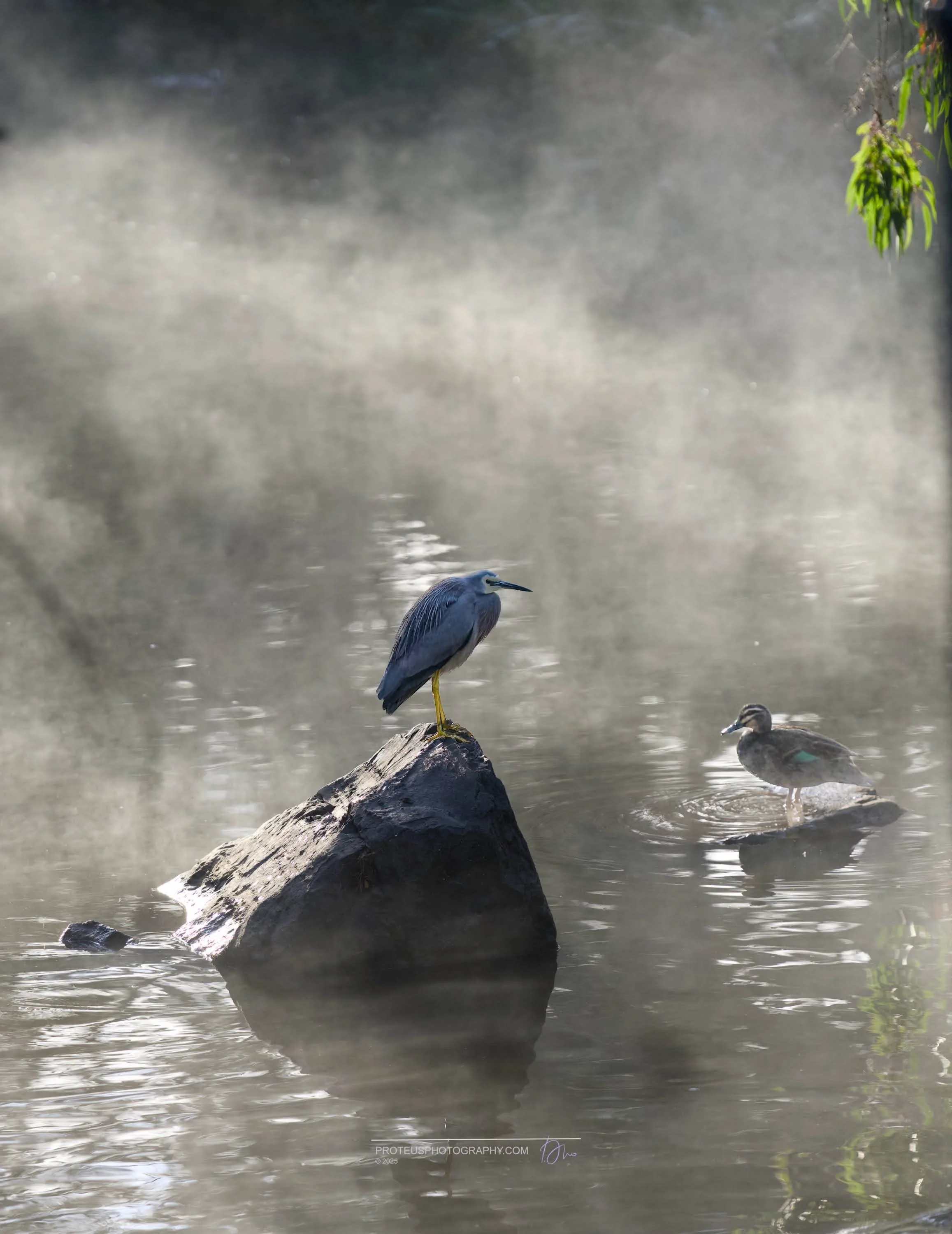 Striated Heron (Butorides striata),