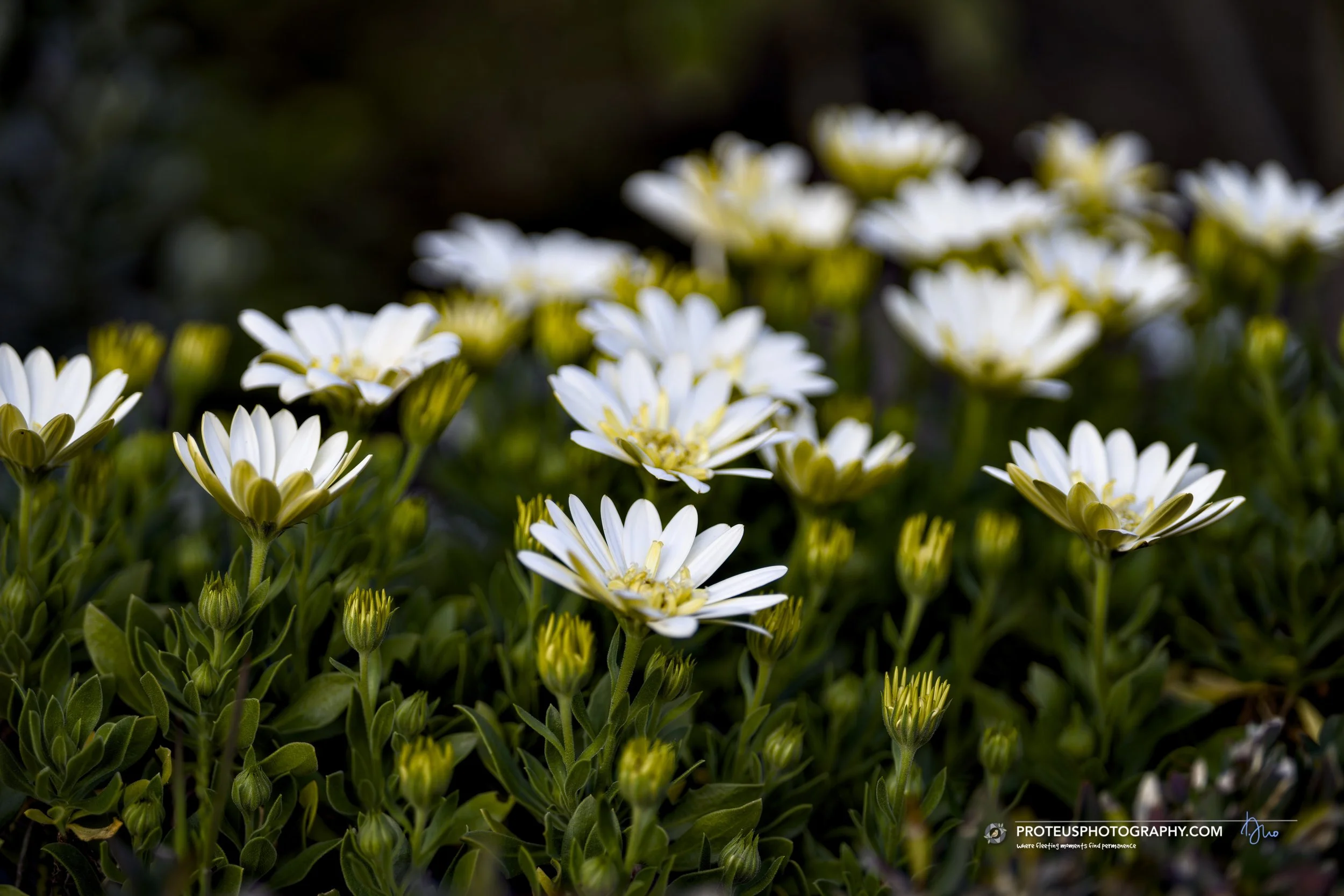 African daisies or Cape daisies (Osteospermum)