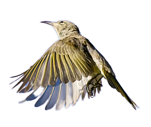 A bird with brown, yellow, and white feathers in mid-flight with wings spread.