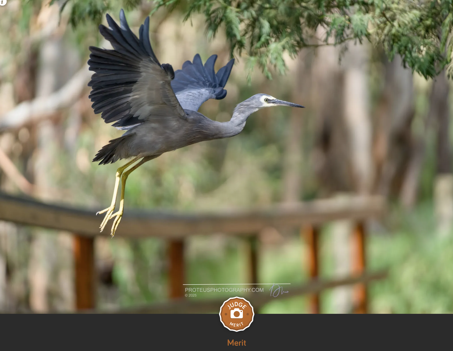 Bird in Flight