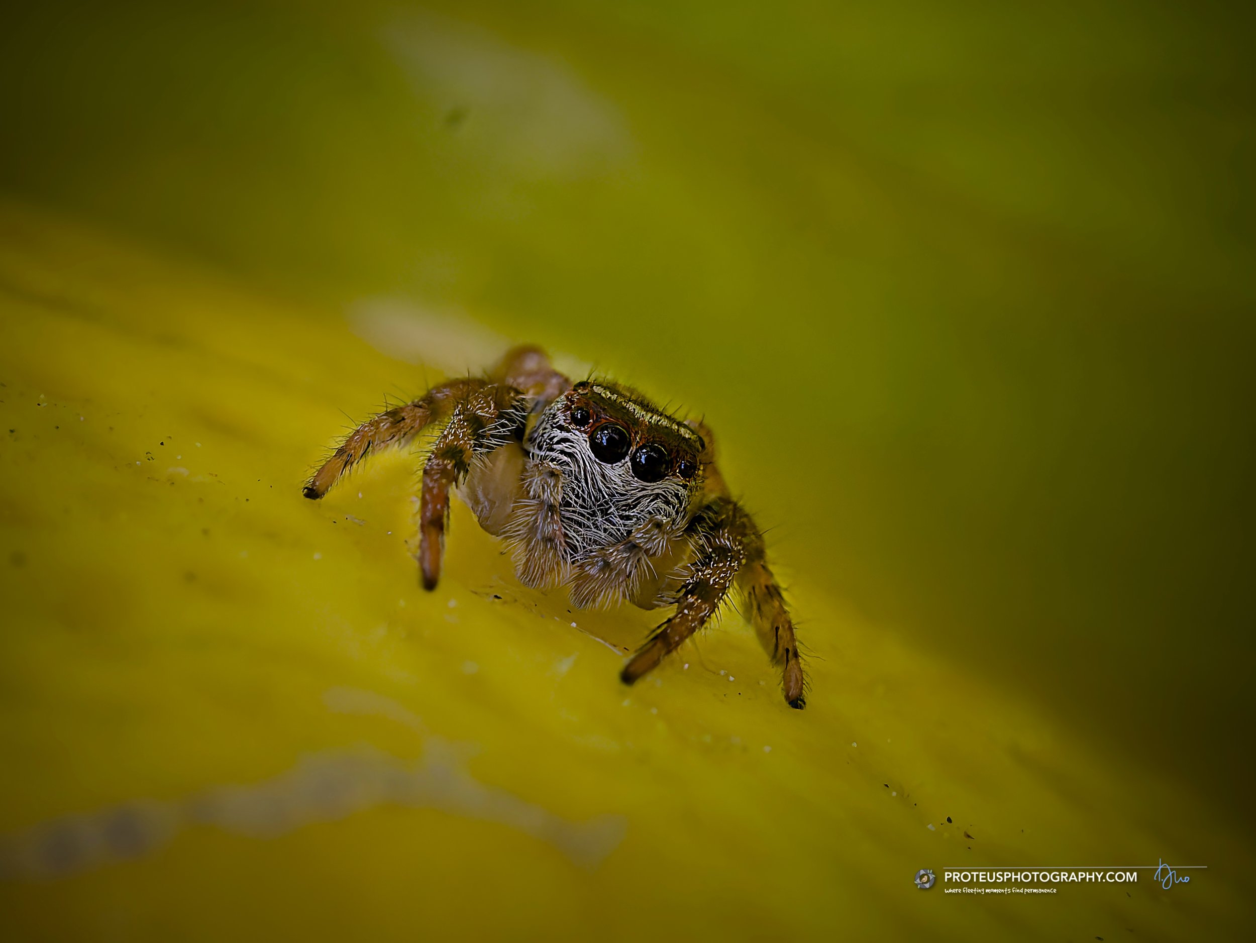 White-banded House Jumping Spider (Maratus griseus), part of the jumping spider family Salticidae.