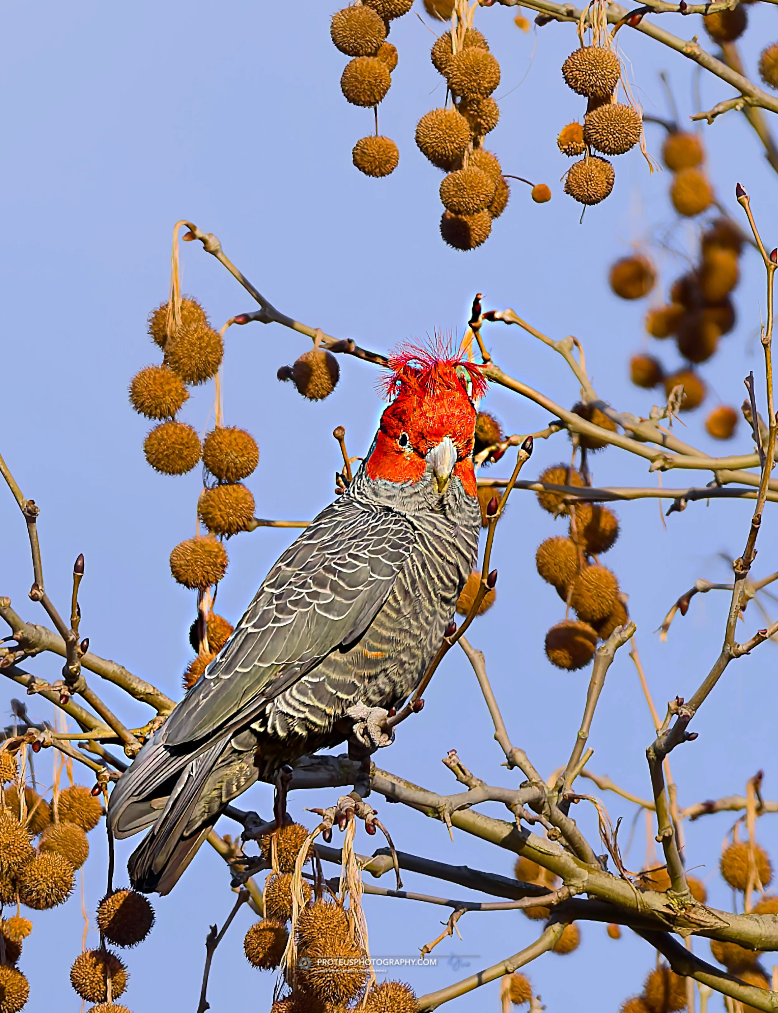 gang-gang cockatoo (Callocephalon fimbriatum
