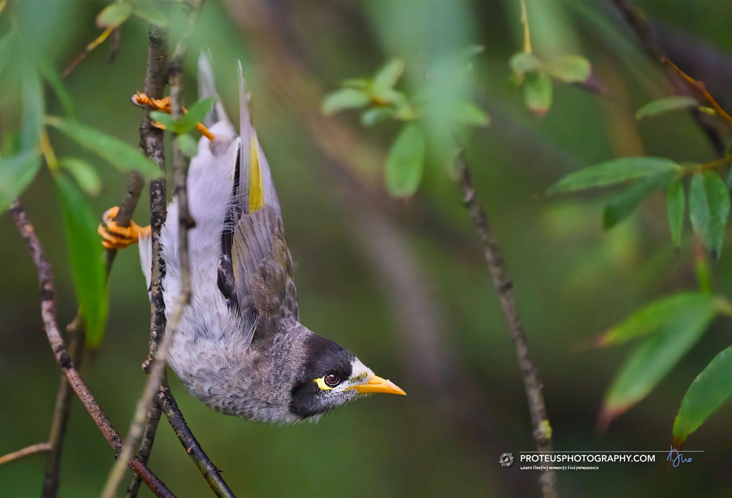 noisy miner