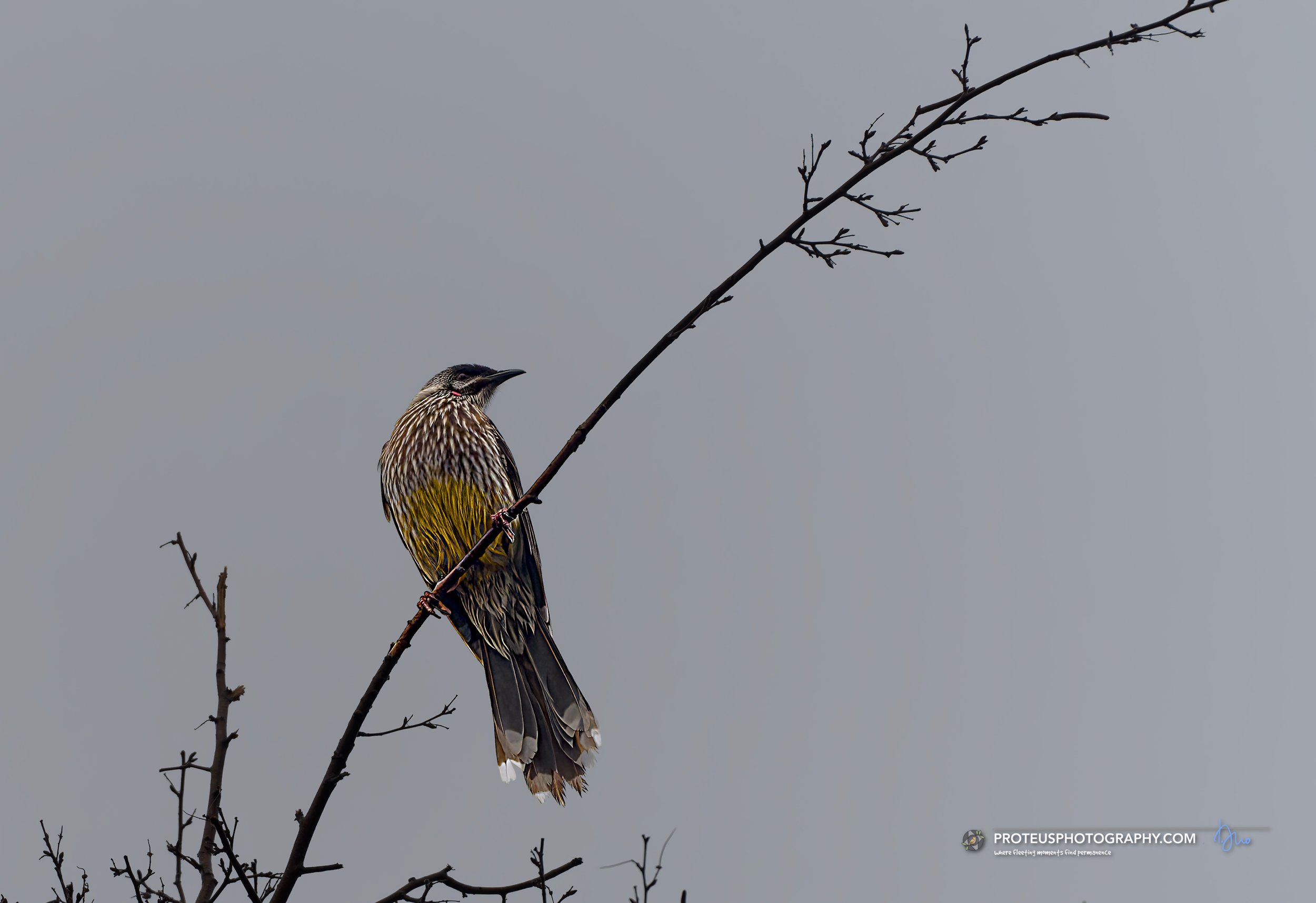 Red Wattlebird (Anthochaera carunculata) 