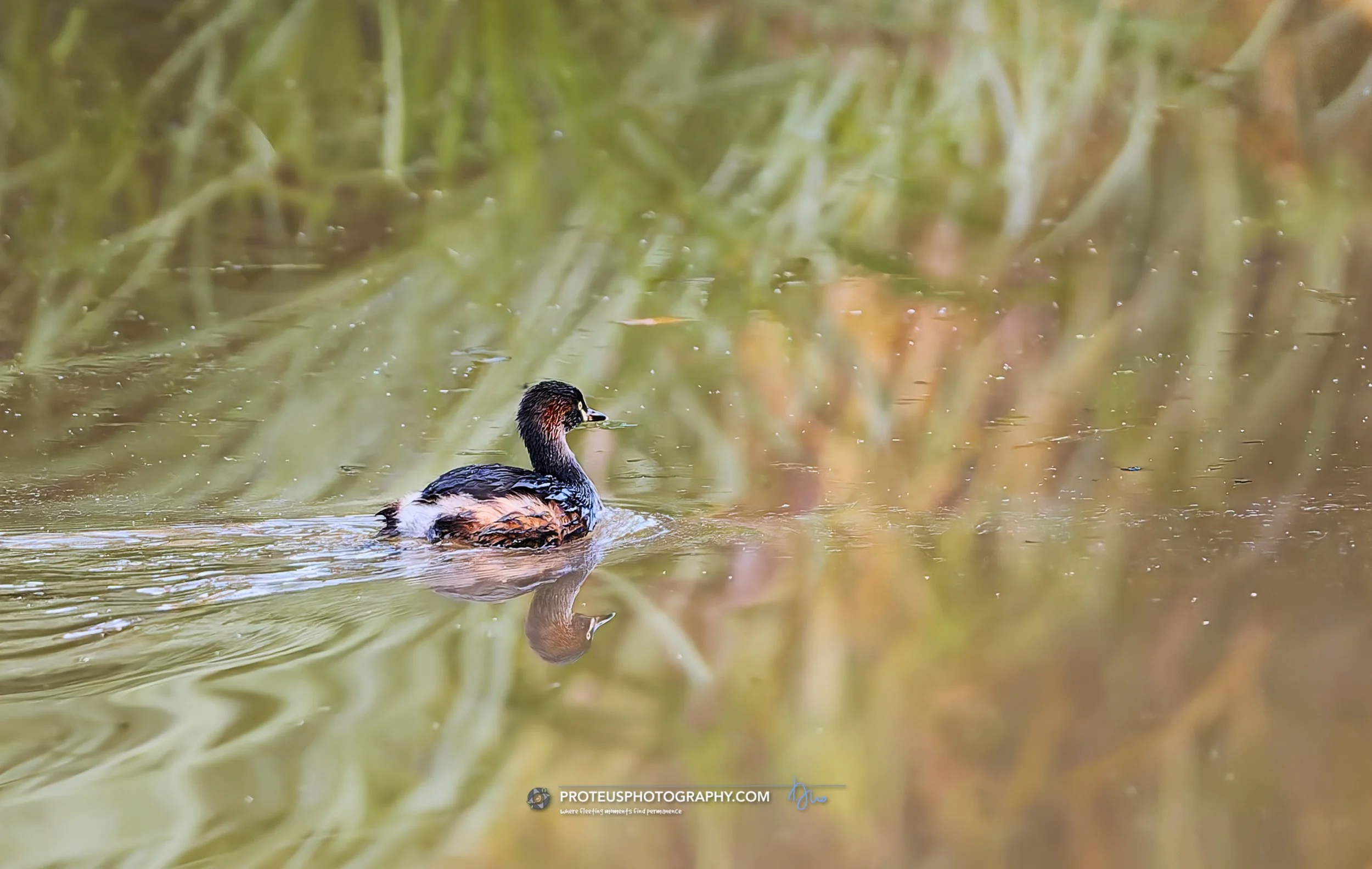 Grebe (Tachybaptus novaehollandiae)