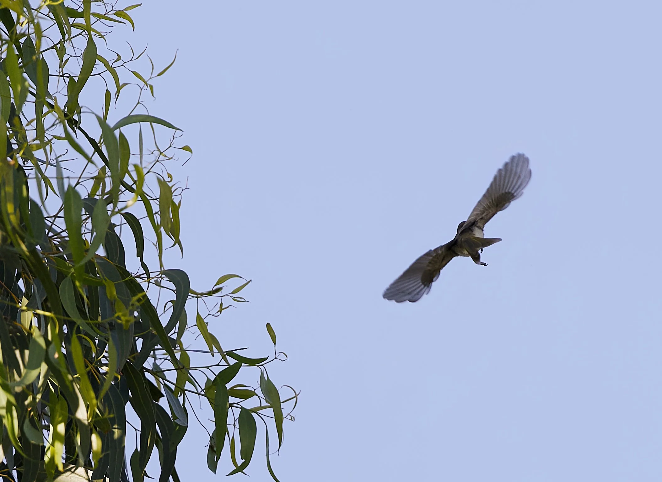 new holland honeyeater in flights