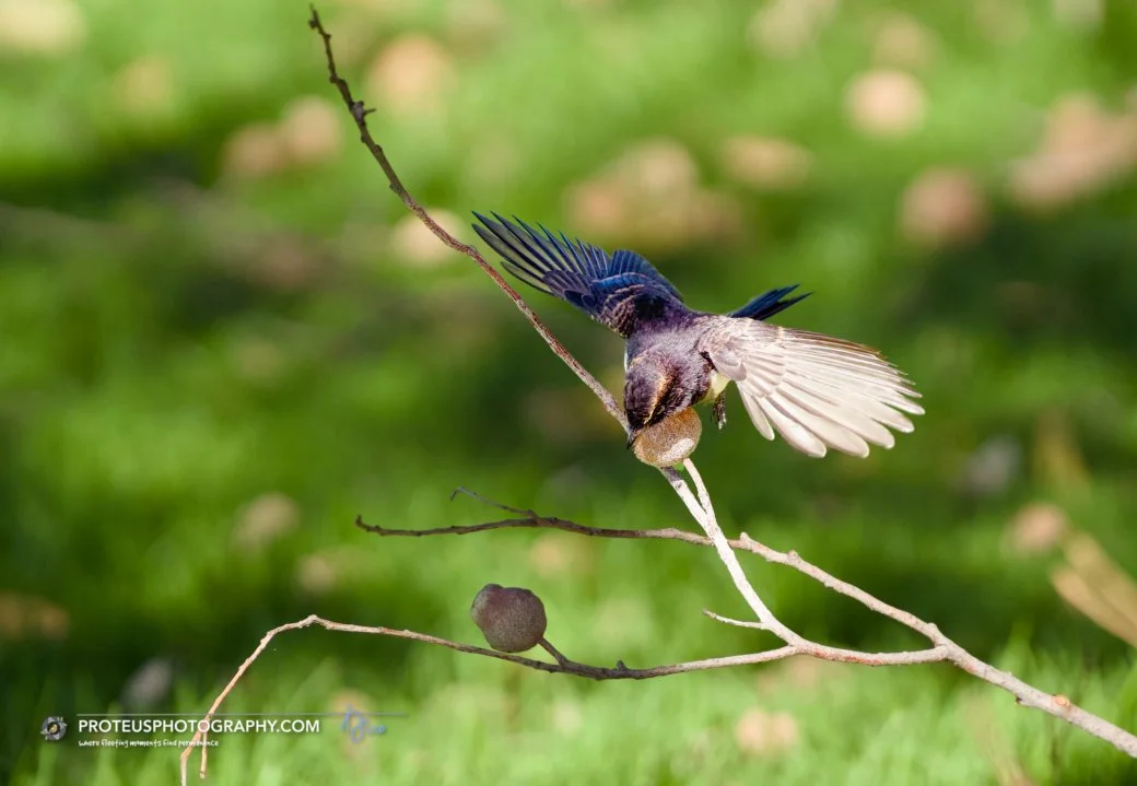 Willie wagtail (Rhipidura leucophrys). 