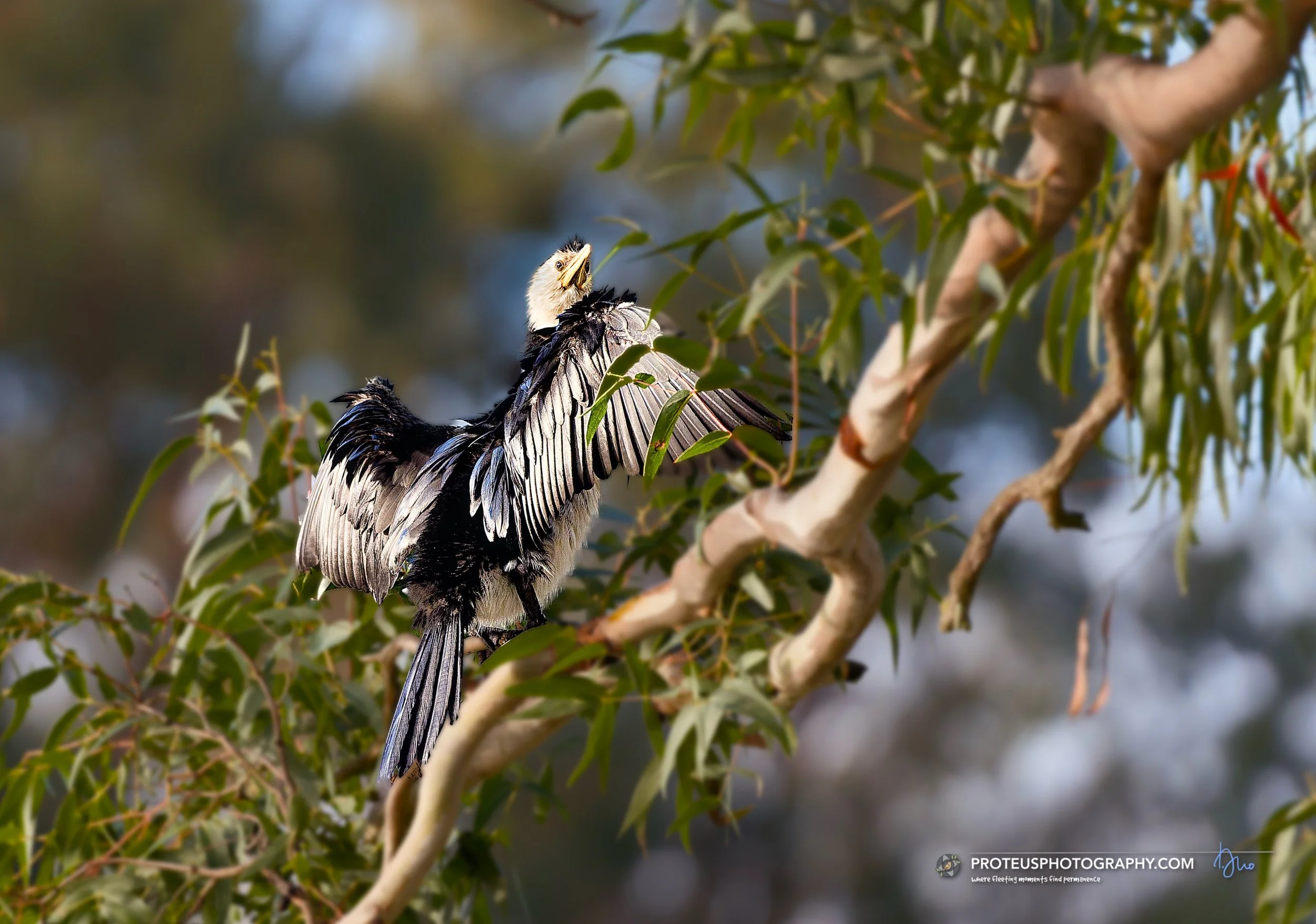 pied cormorant