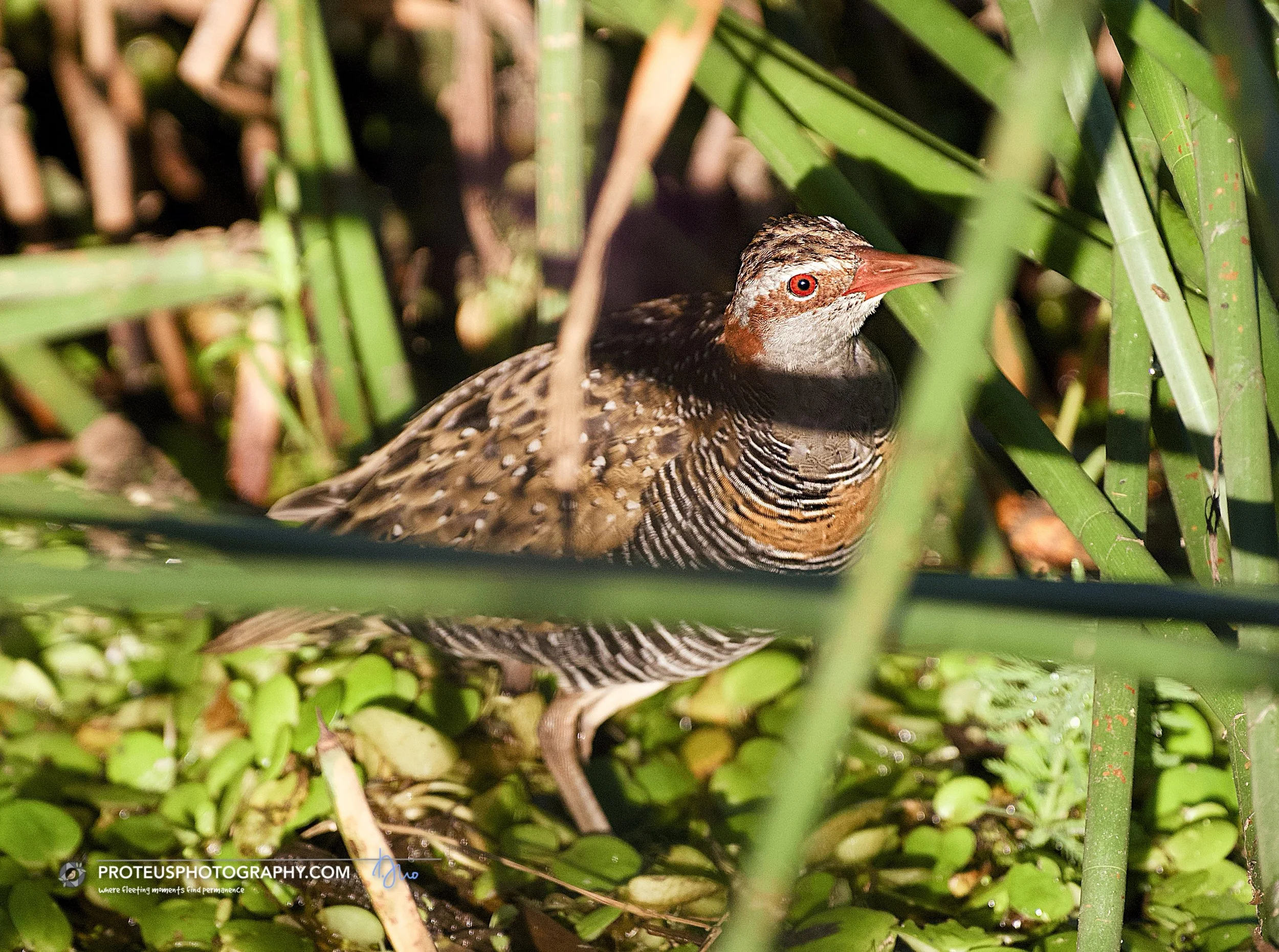 notoriously shy, often relegated to a fleeting shadow in the reeds - is the buff banded rail (gallirallus philippensis)