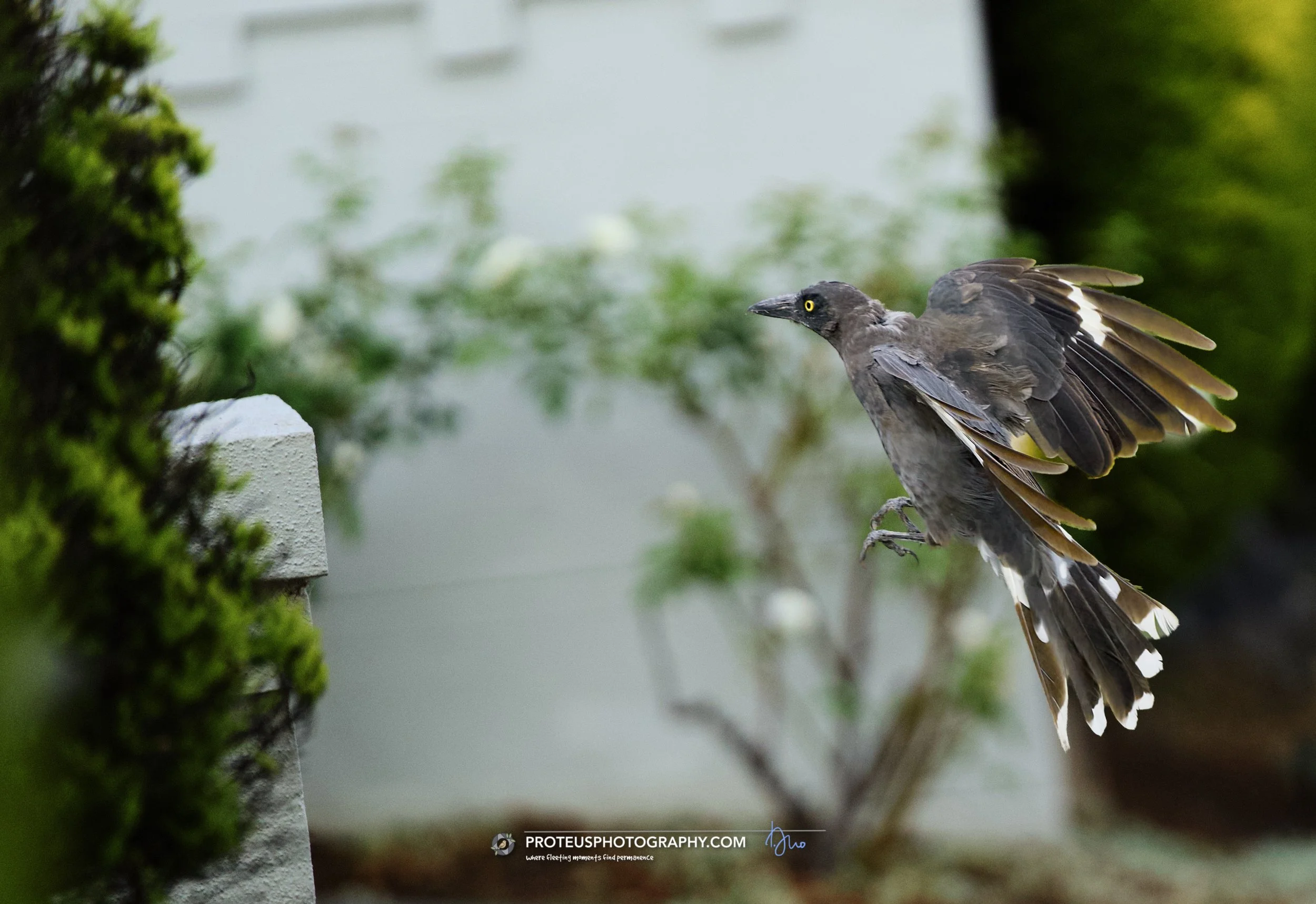 Pied Currawong (Strepera graculina). 