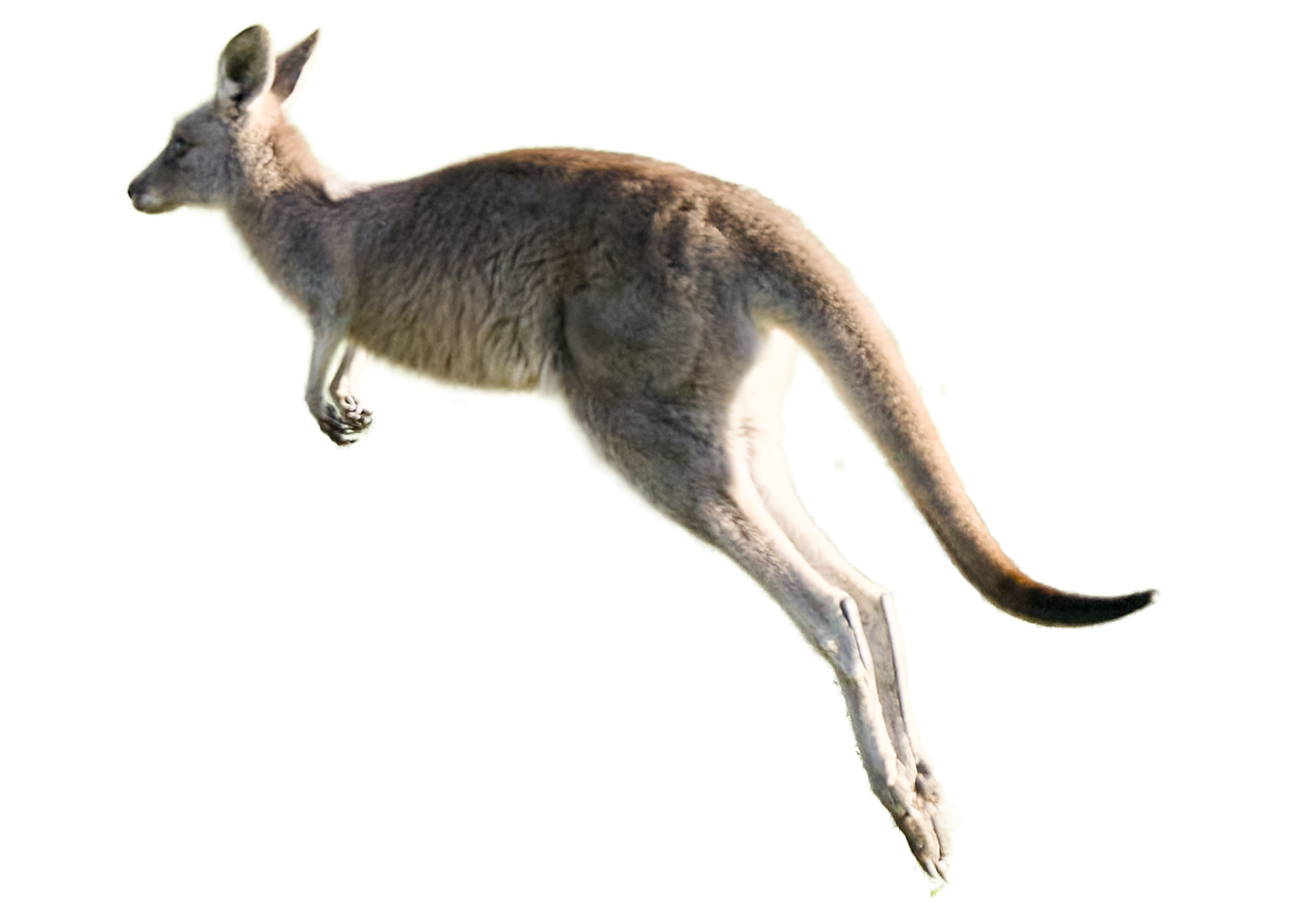 A kangaroo in mid-air against a plain background, facing left, with stretched-out front legs and curled tail.