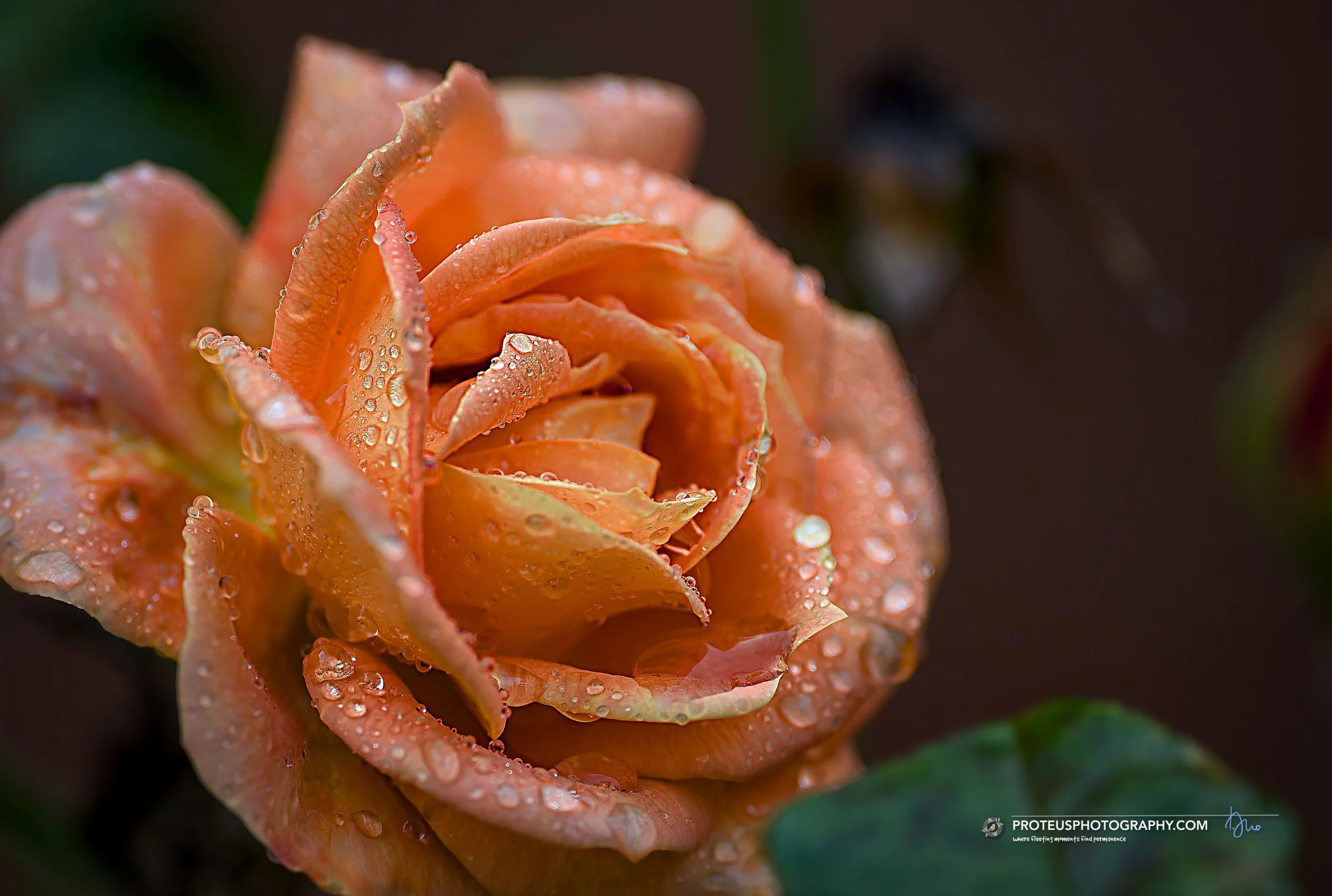 rose