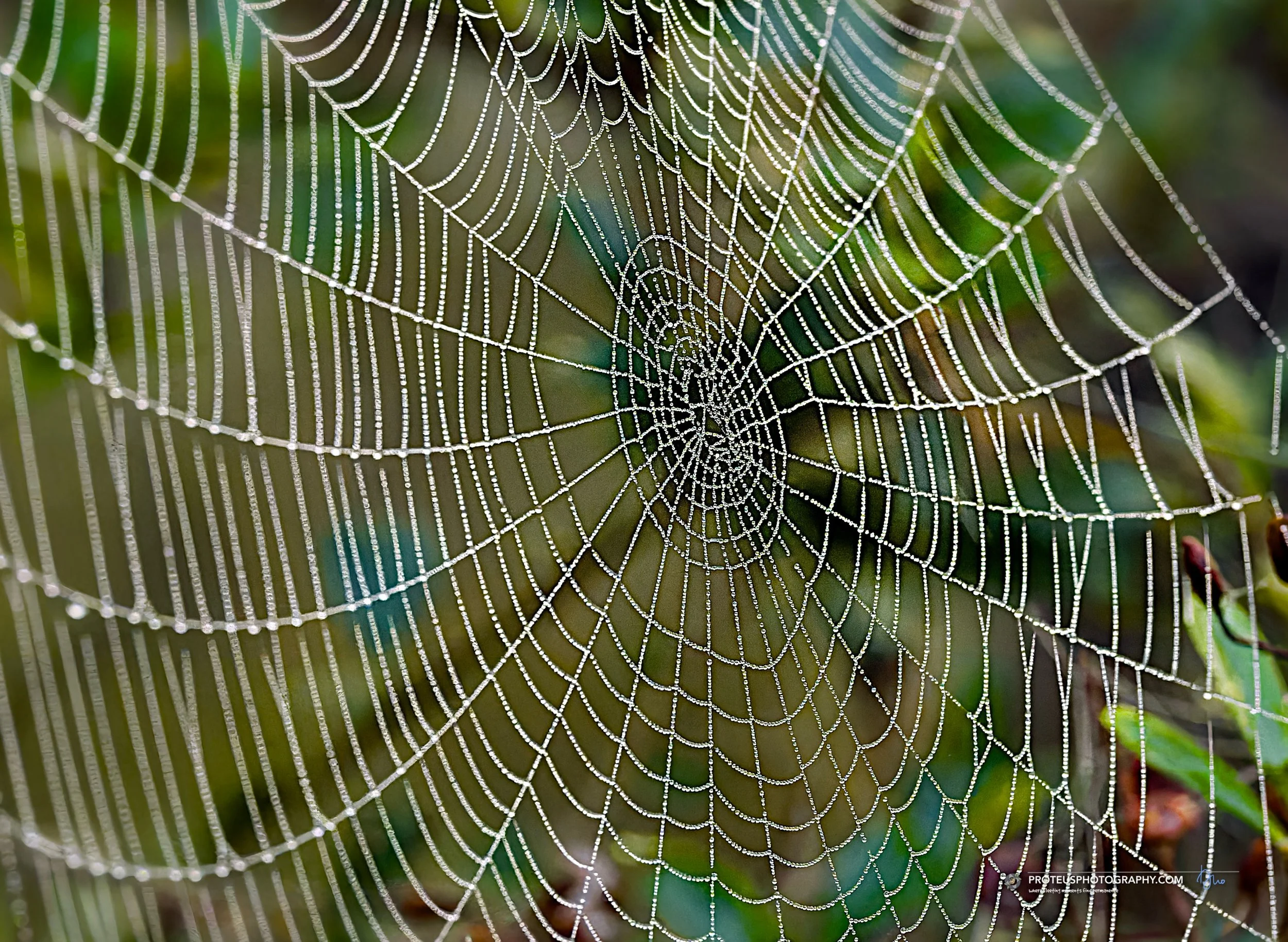 dream home, awaiting the morning dew to dry!
