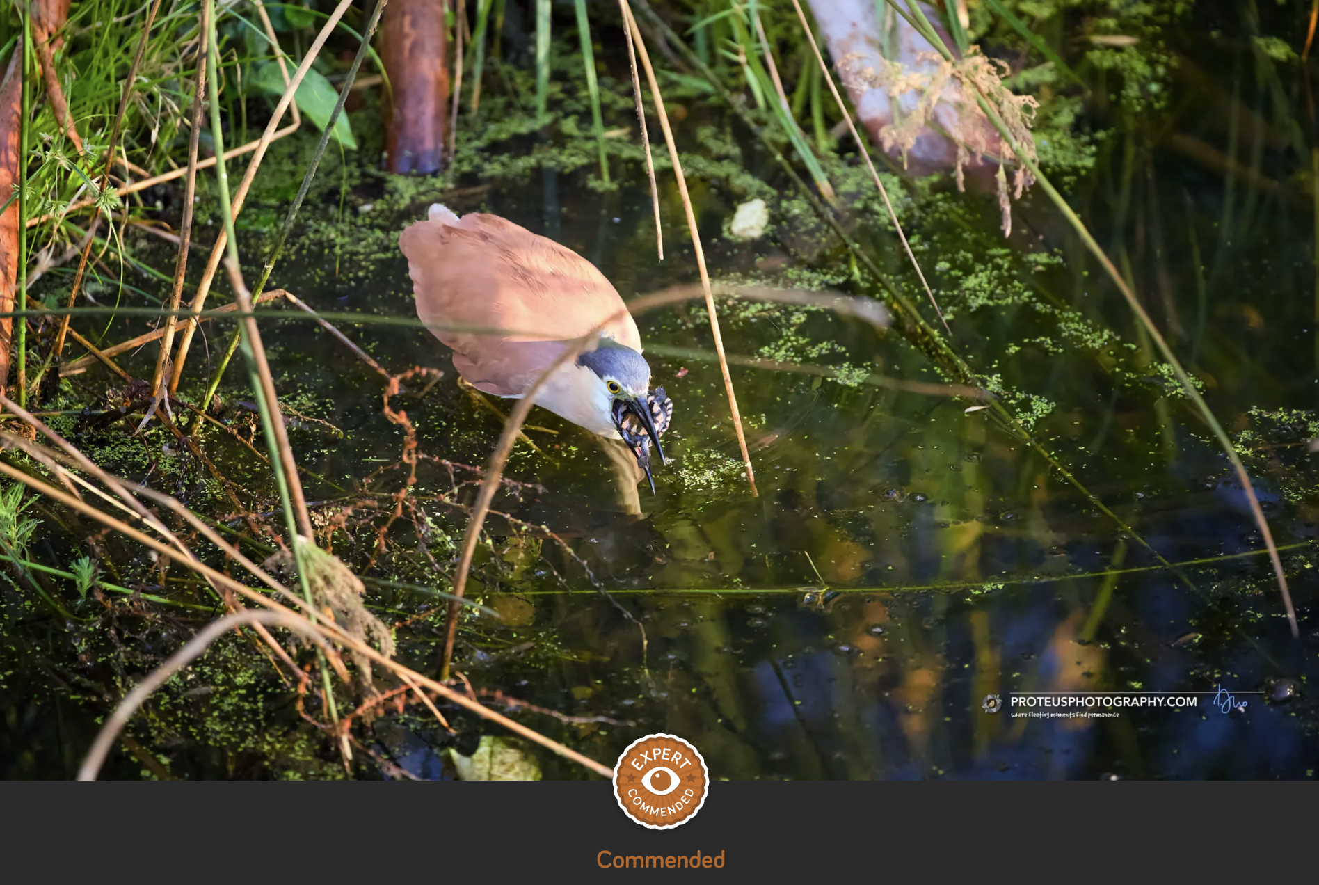 heron with tortoise in mouth