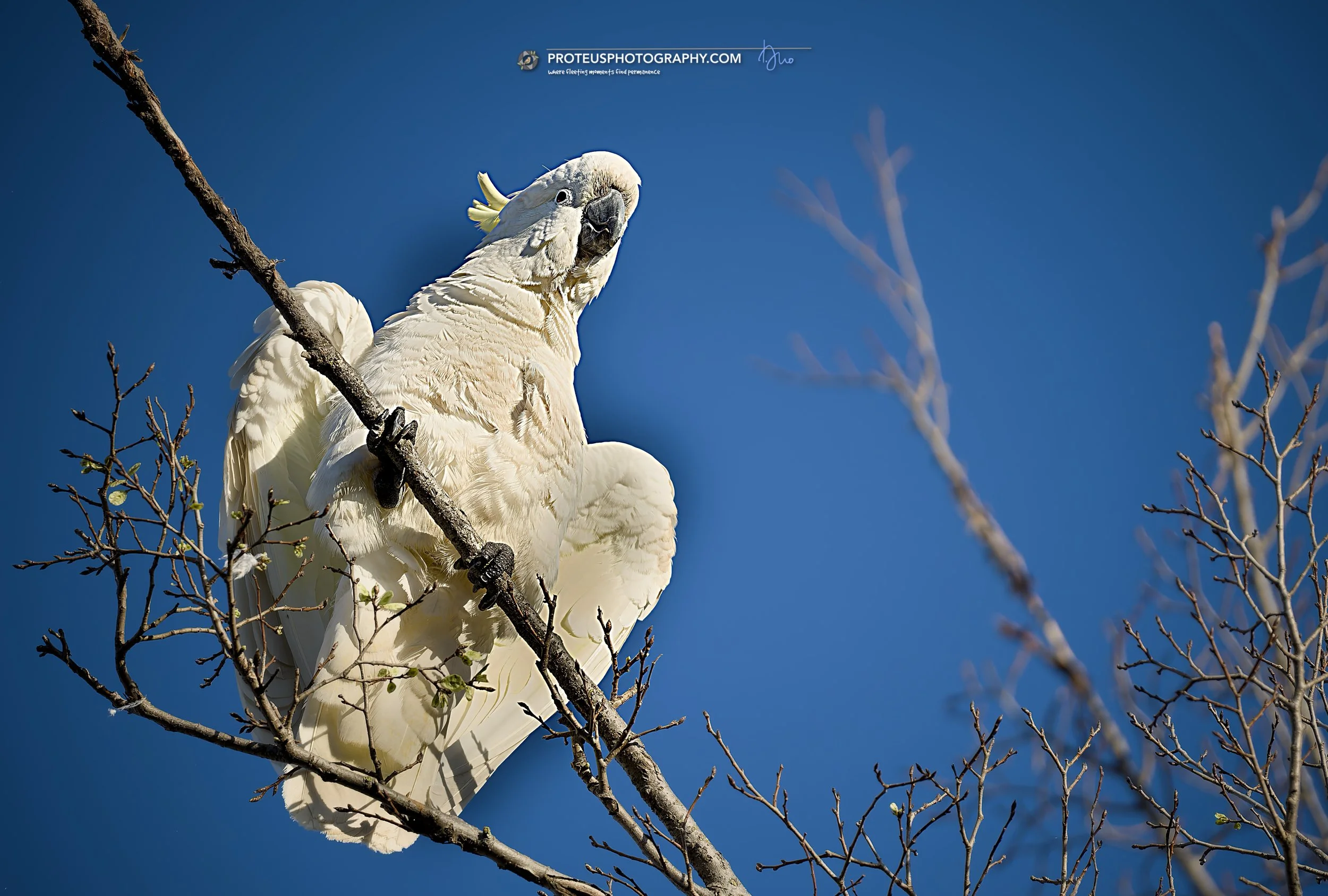 sulphur-crested cockatoo (cacatua galerita)