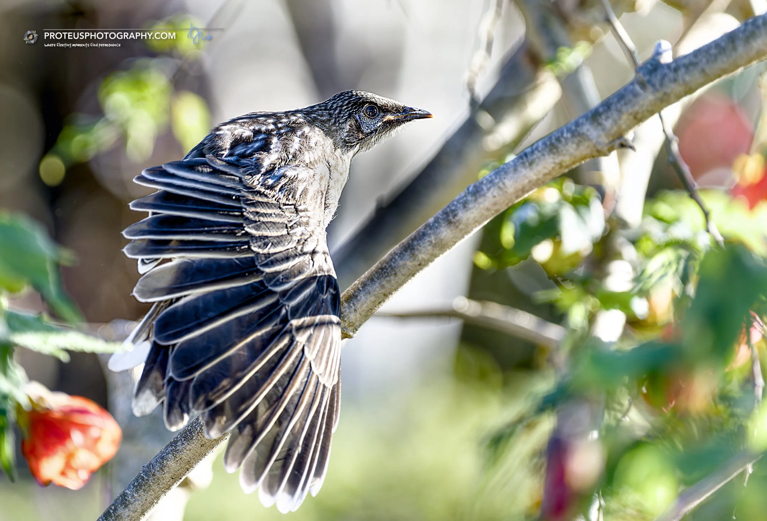 Red Wattlebird (Anthochaera carunculata) 