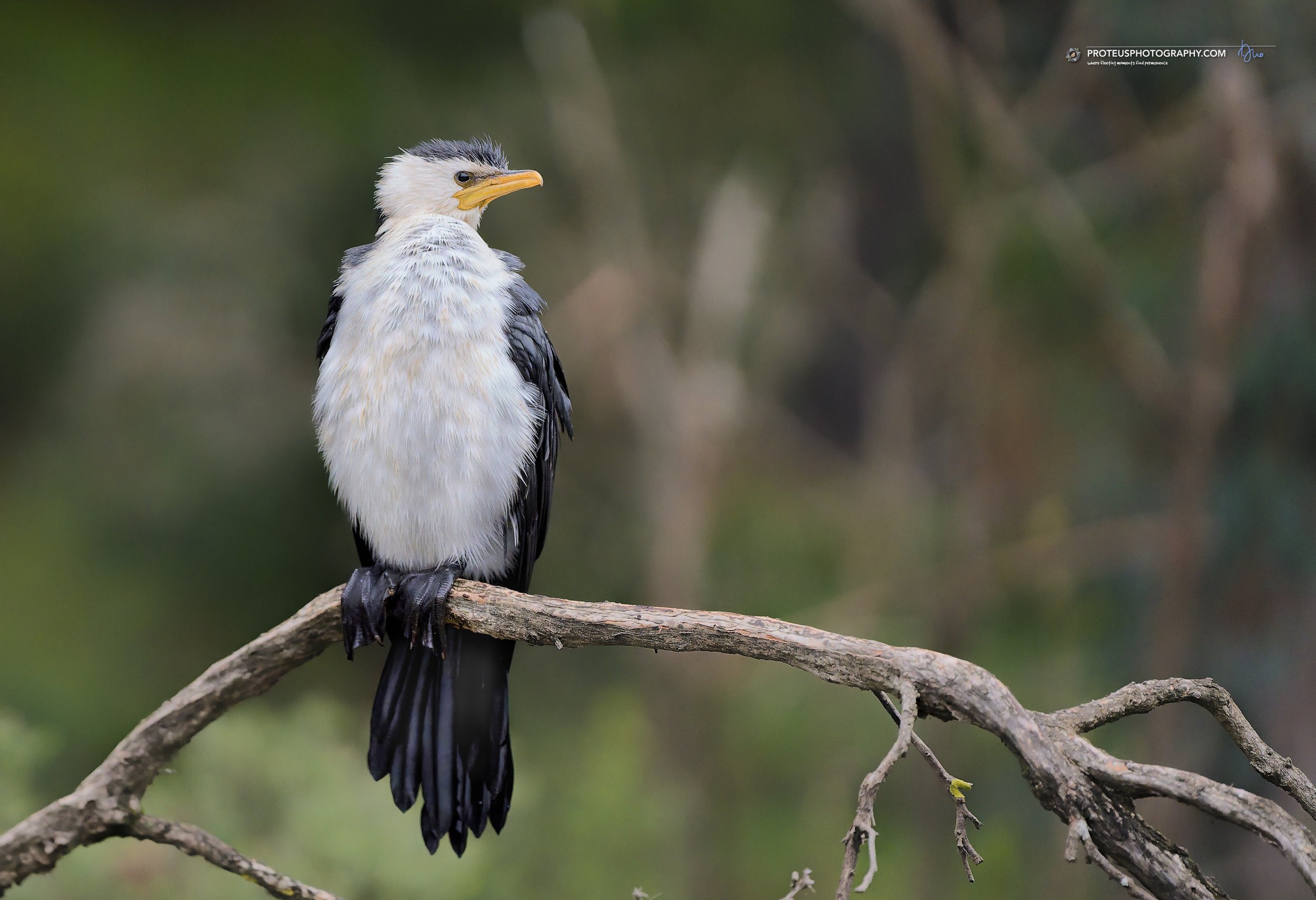 little pied cormorant (microcarbo melanoleucos)