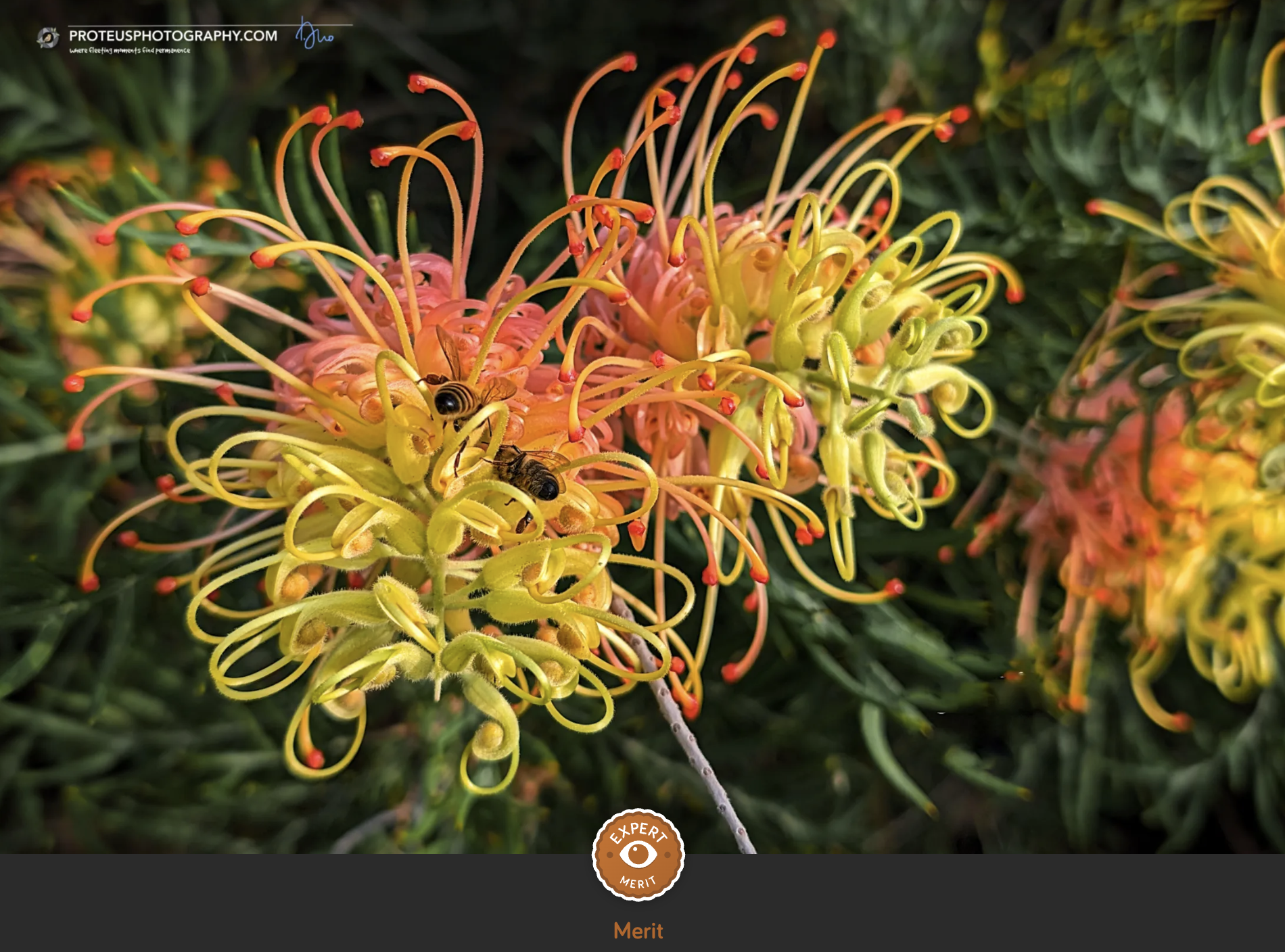 Grevillea 'Peaches and Cream' 